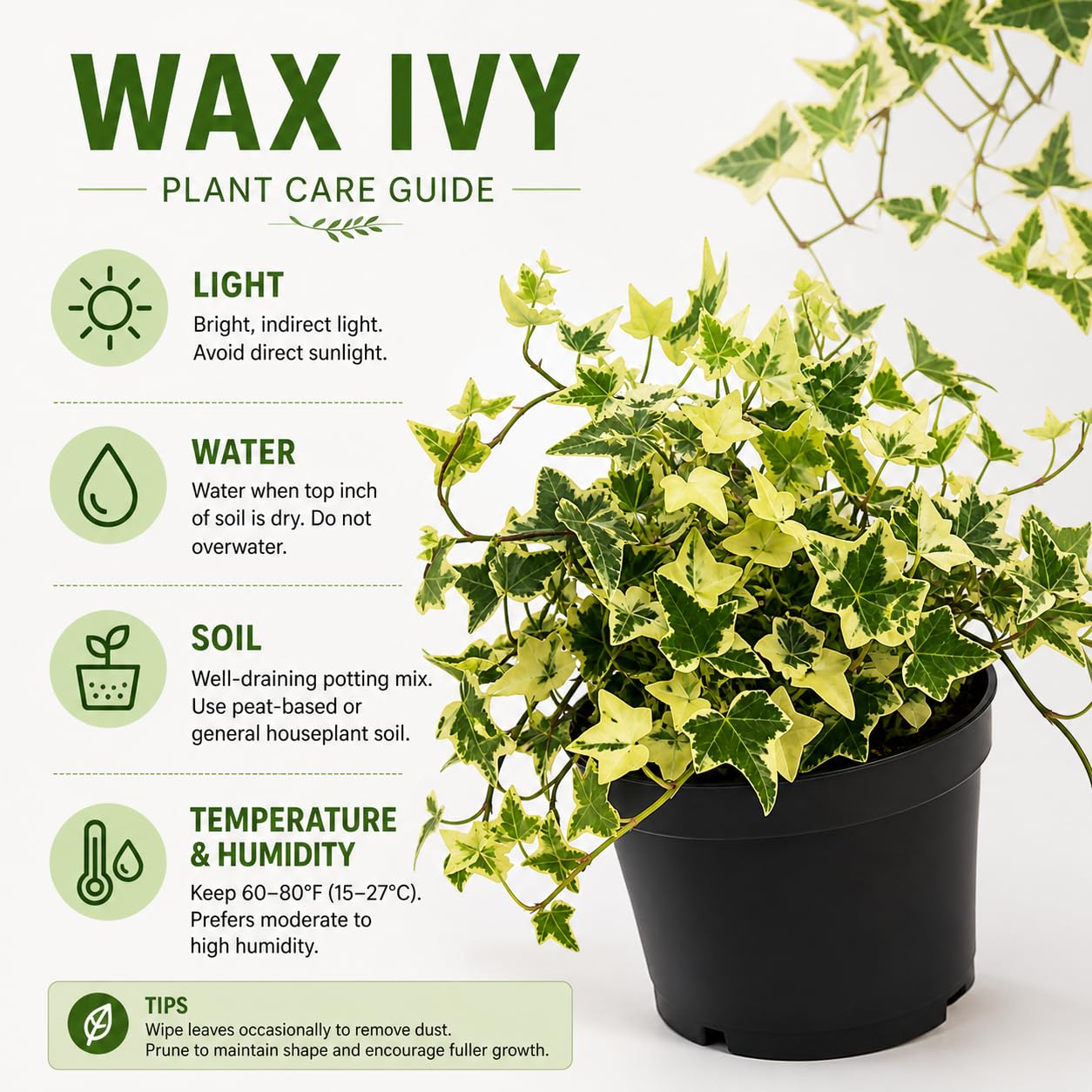 Variegated Wax Ivy Live Plants in 4 Inch Pot | Fast-Growing Ivy for Fresh Indoor | Low-Maintenance Trailing Houseplant for Windowsills, Shelves & Hanging Displays | Easy to Grow