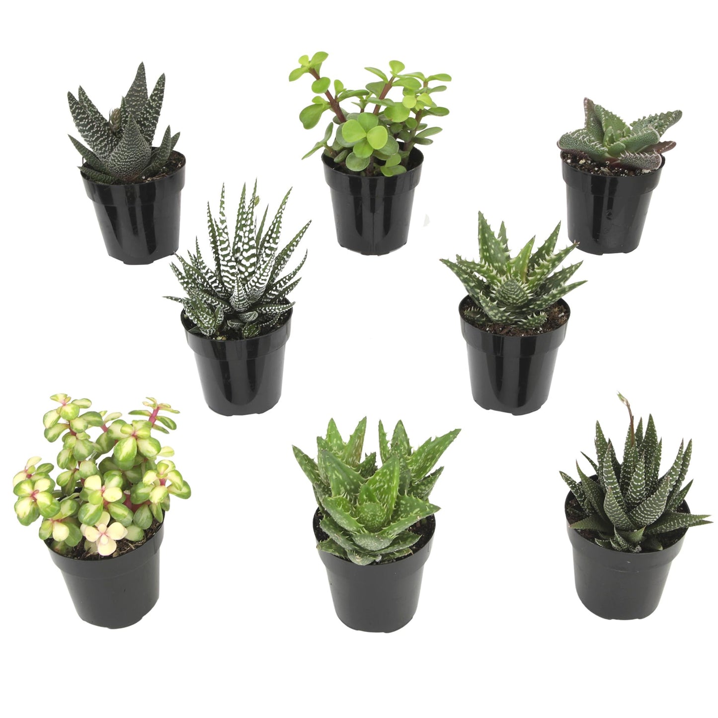 Altman Plants, Live Succulents Plants Live Window Plants (8PK), Live Indoor Plants Live Houseplants, Live Plants Indoor Cactus Plants Live, Succulent Plants House Plants Indoors Live in Succulent Soil