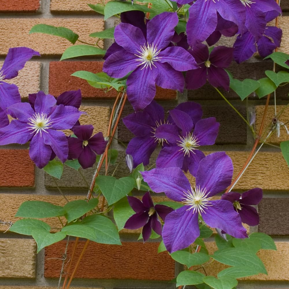 Clematis Vine Plant, Clematis Vine Plants Live in 2.5 Inch Pot, Perennial Climbing Clematis Plants Live for Outdoor Garden (Dark Purple Flowers)