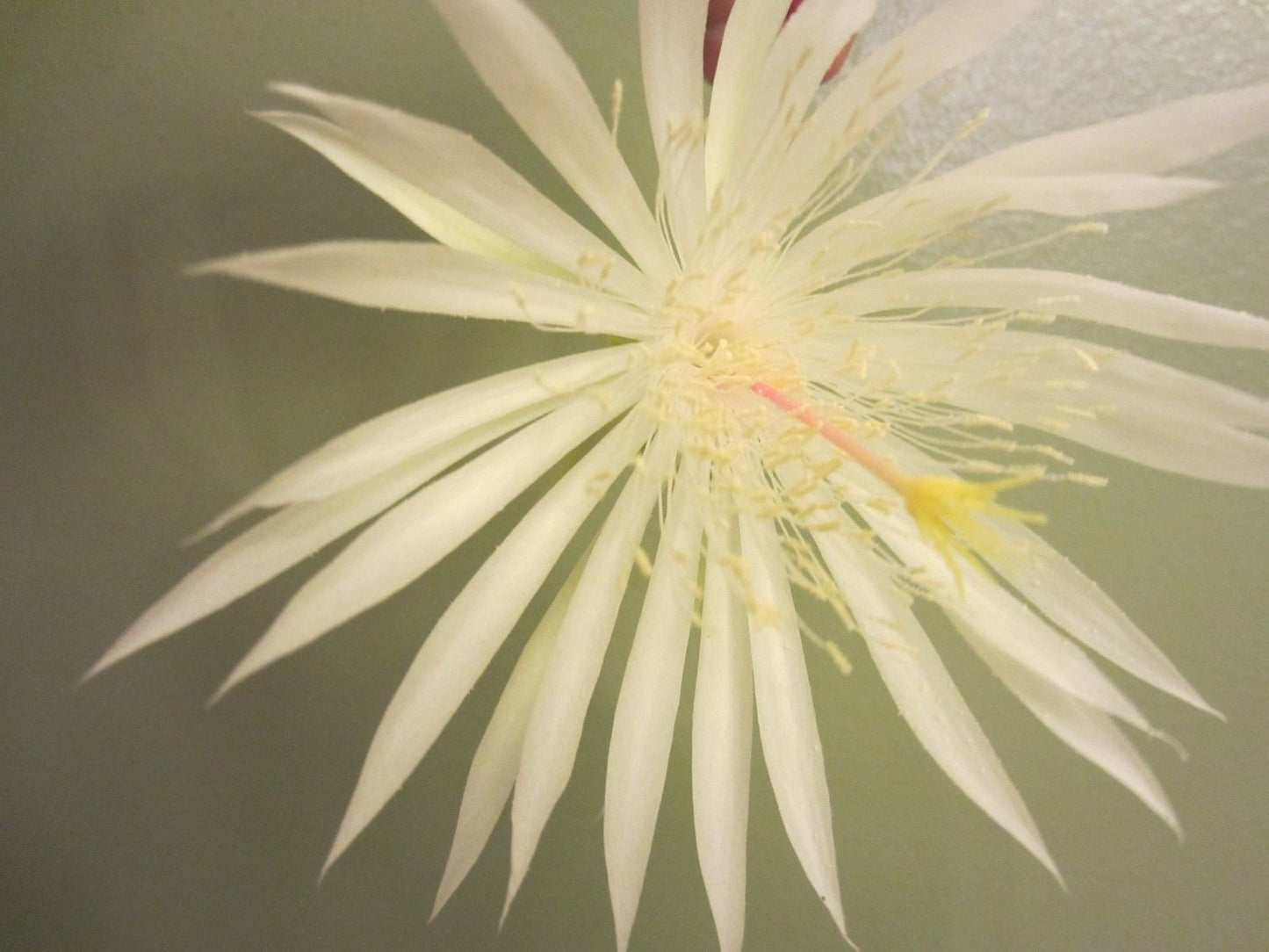 Epiphyllum Strictum Orchid Cactus Succulent