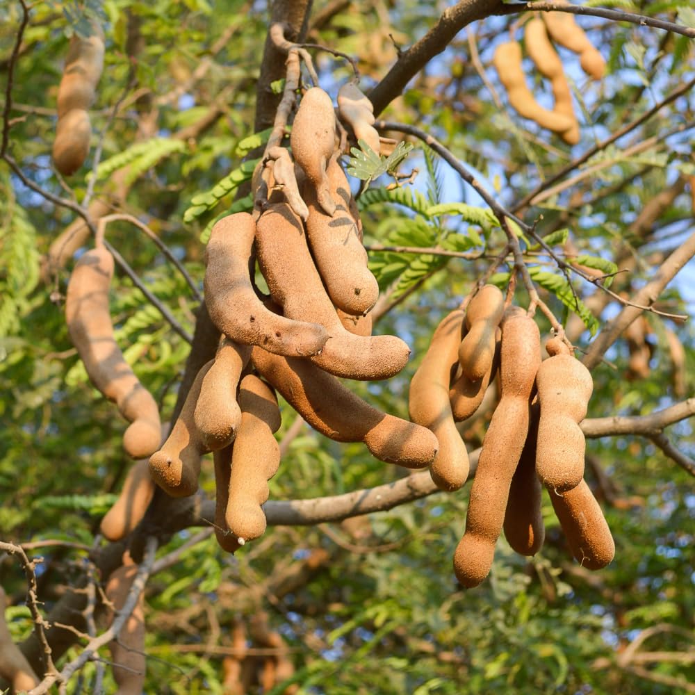 2 Pots Tamarind Plants in 4 Inch Pot, 6-10 Inches Tall Tamarind Tree Live Plant, Tropical Fruit Plants for Outdoor Growing