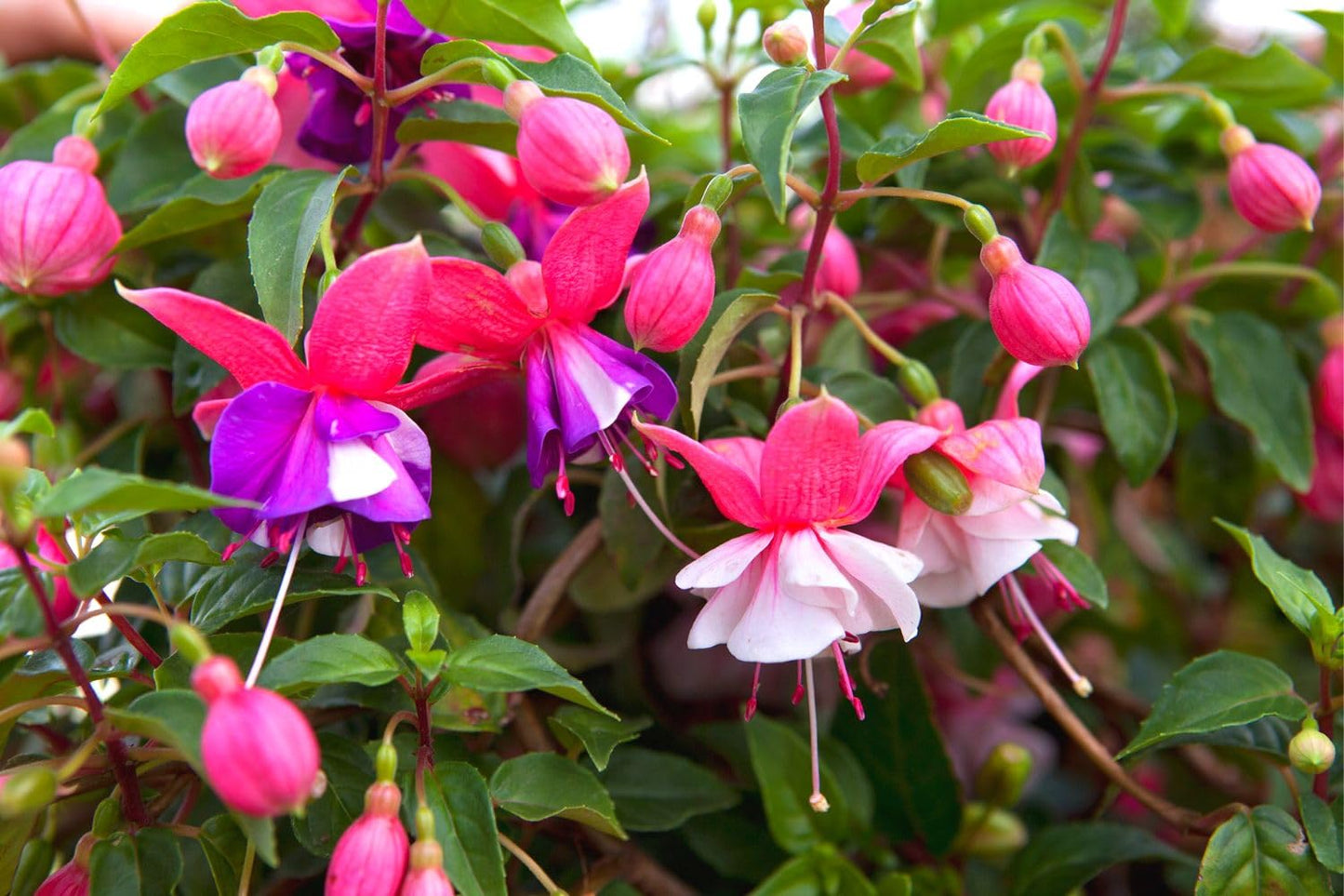 Fuchsia Plants Live, 2 Fuchsia Live Plants, 5 to 7 Inc, Fuchsia Plants, Purple Fuchsia Flower Plant, Easy to Plant Indoor, Outdoor