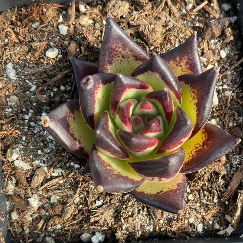 Echeveria Agavoides Ebony β Live Succulent β 2.5 Inch β Drought-Tolerant, Low Maintenance, Ideal for Indoor & Outdoor, Terrariums, Rock Gardens