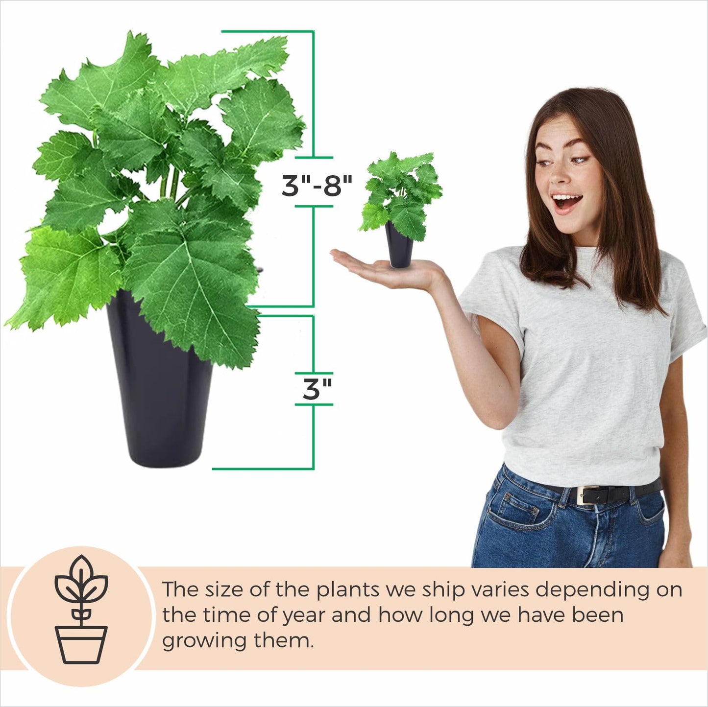 BlackBerry Plant Freedom-Ark (4 Pack) | Live Fruit Plant for Planting | Thornless & High-Yielding Variety | Large, Sweet & Juicy Berries | Perfect for Fresh Eating & Organic Gardens | Easy to Grow