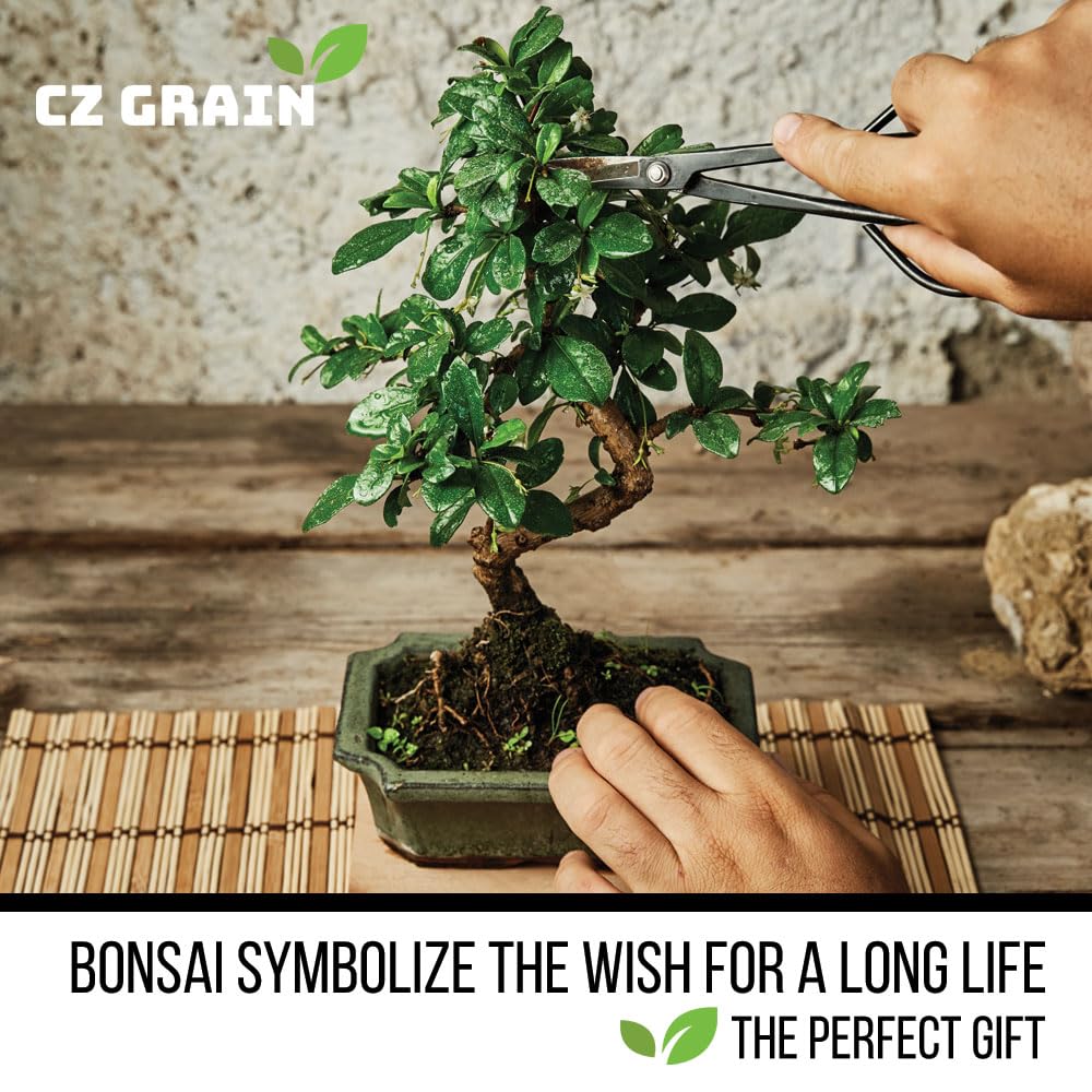 12 Bonsai Tree Seeds Kit - 300+ Seeds - Red Maple, Blue Spruce, Cherry Blossom, Wisteria, Black Pine, Flame, Chinese Elm, Purple Lilac, Trident Maple, Albizia Juibrissin, Judas, Desert Rose