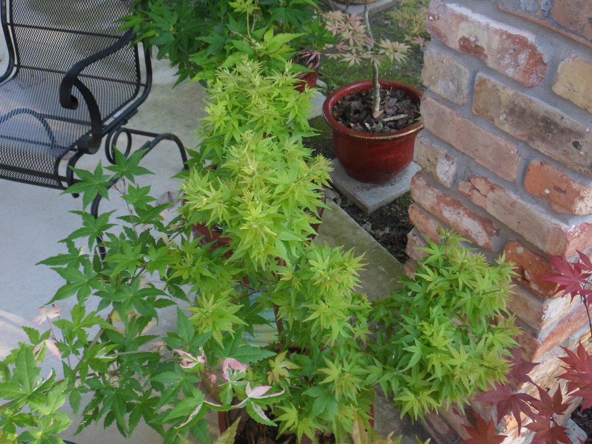 Lima Gold Japanese Maple - A New Japanese Maple with A Dense Habit and Lime Gold Spring Foliage - 2 - Year Tree