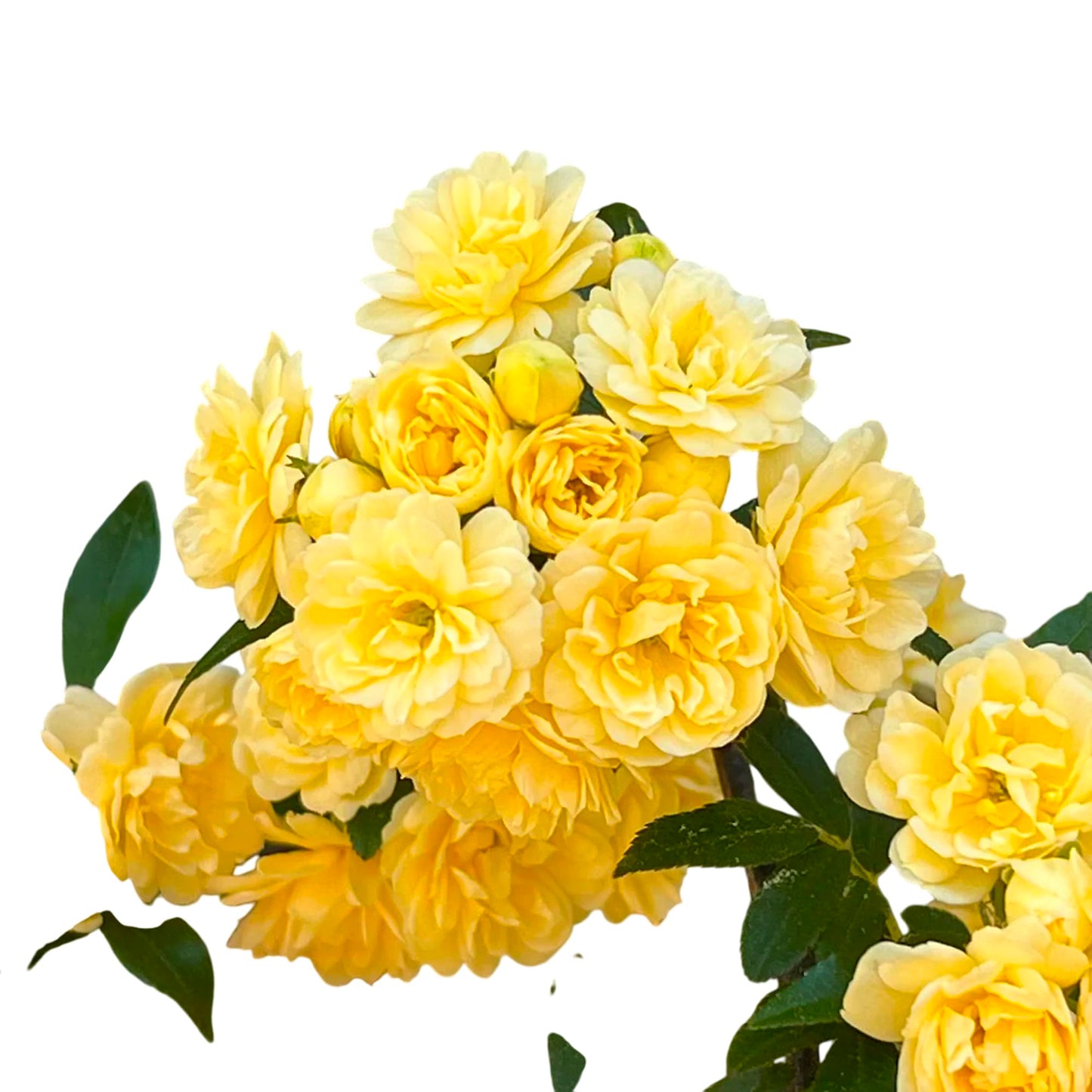 Yellow Lady Banks Climbing Rose – Thornless, Vigorous Climbing Rose Plant with Fragrant Yellow Blooms, Hardy Perennial Flowering Vine for Trellises, Arbors & Garden Decor (Liner/Single)