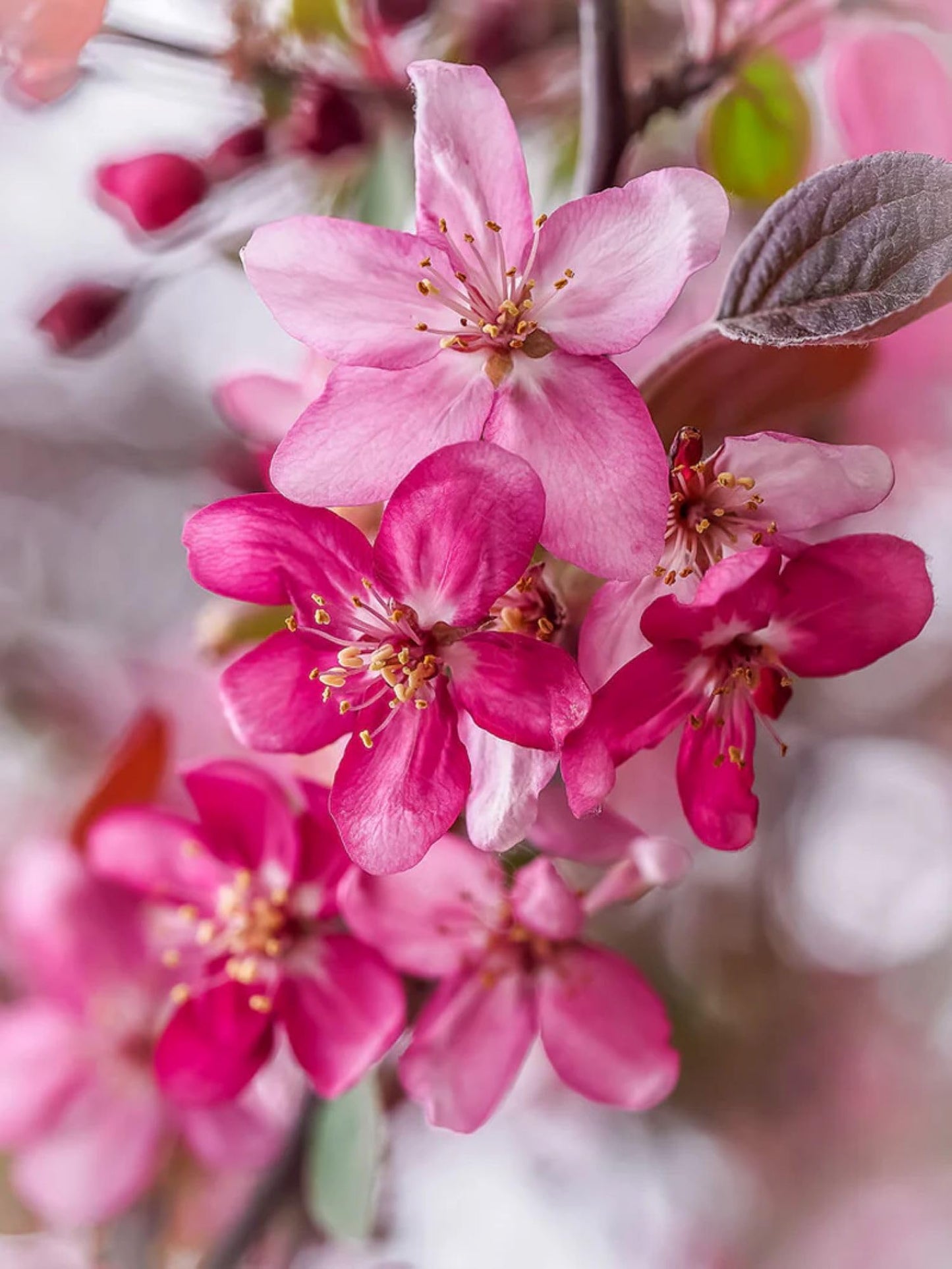 American Plant Exchange Profusion Crabapple Tree, 1-Gallon Pot, Deep Red Blooms, Small Red Fruit, Self-Pollinating, Live Indoor/Outdoor Landscape/Houseplant