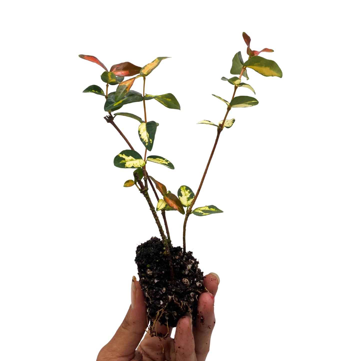 ragnaroc Jasmine Summer 2-6" (Jasminum officinale) 4ct - Live Plant for Indoor Outdoor Use, Garden & Landscaping - Live Arrival Guaranteed