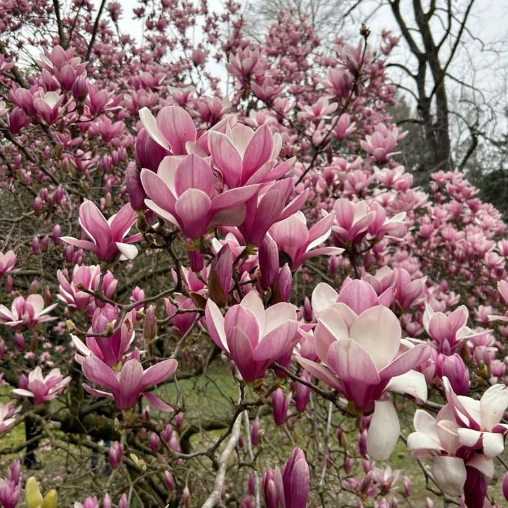 Jane Magnolia Live Tree Plant 2 to 3 Feet Tall, Fragrant Magnolia Flower Tree Live Plant in 3 Gallon Pot for Planting Outdoor, No Ship to CA