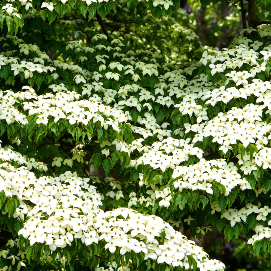 Potted White Kousa Flowering Dogwood Trees Live Plants Shrubs, 6-12" Tall Dogwood Tree Bush Flower Shrub for Planting Outdoor