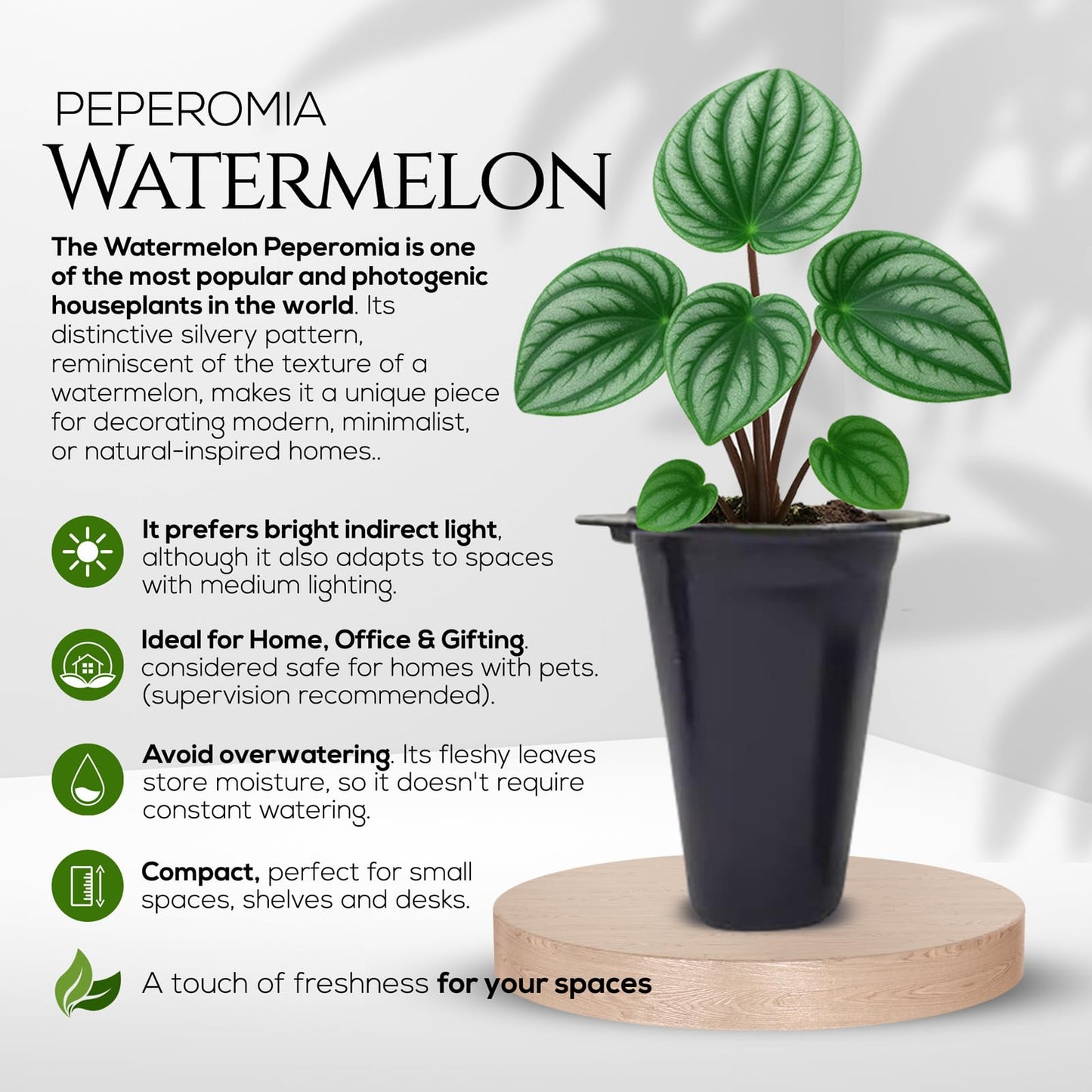 Peperomia Plant Collection (4 Pack)β Set of Rare Varieties | Watermelon, Frost, Eden Rosso & Piccolo Banda | Easy Indoor Houseplants, Live Plants for Home Decor (Peperomia Collection)