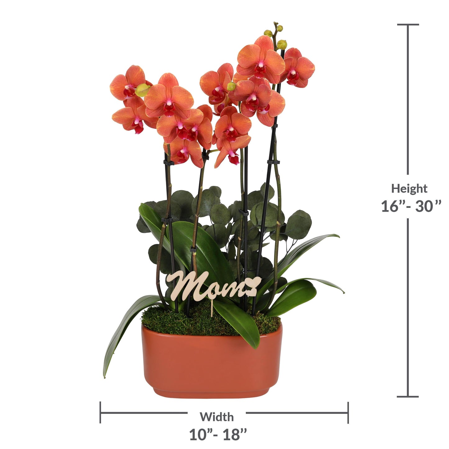 Green Circle Growers 10" Salmon Orchid Duo in Orange Pot with Mom Pick and Eucalyptus, Live Indoor Plants, House Plant