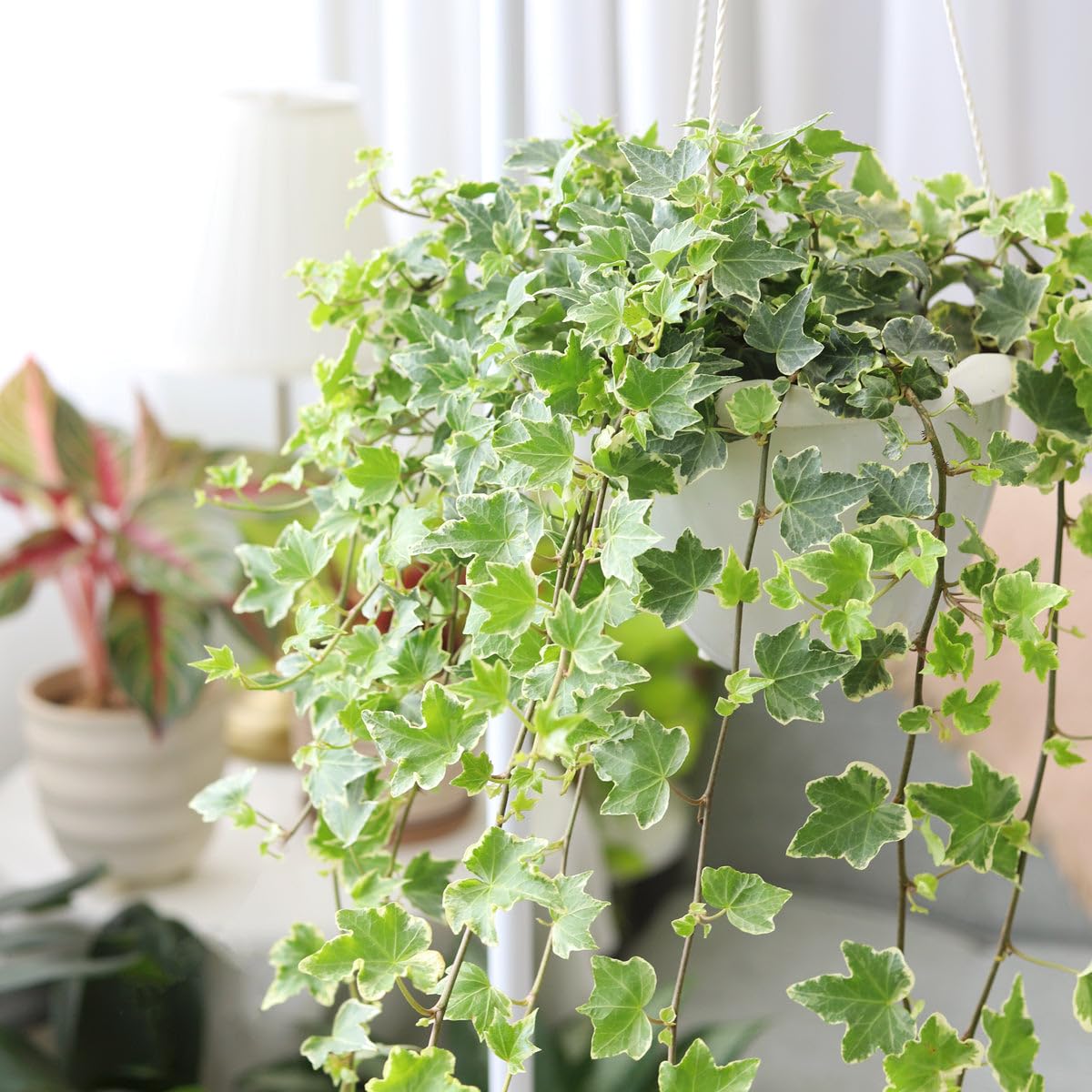 Glacier English Ivy (6 inch) - Air-Purifying Houseplants - 4/6 inch Unique Live Decorative Houseplants - Low-Maintenance Indoor Plants, House Warming Gift, Natural Air Purifier