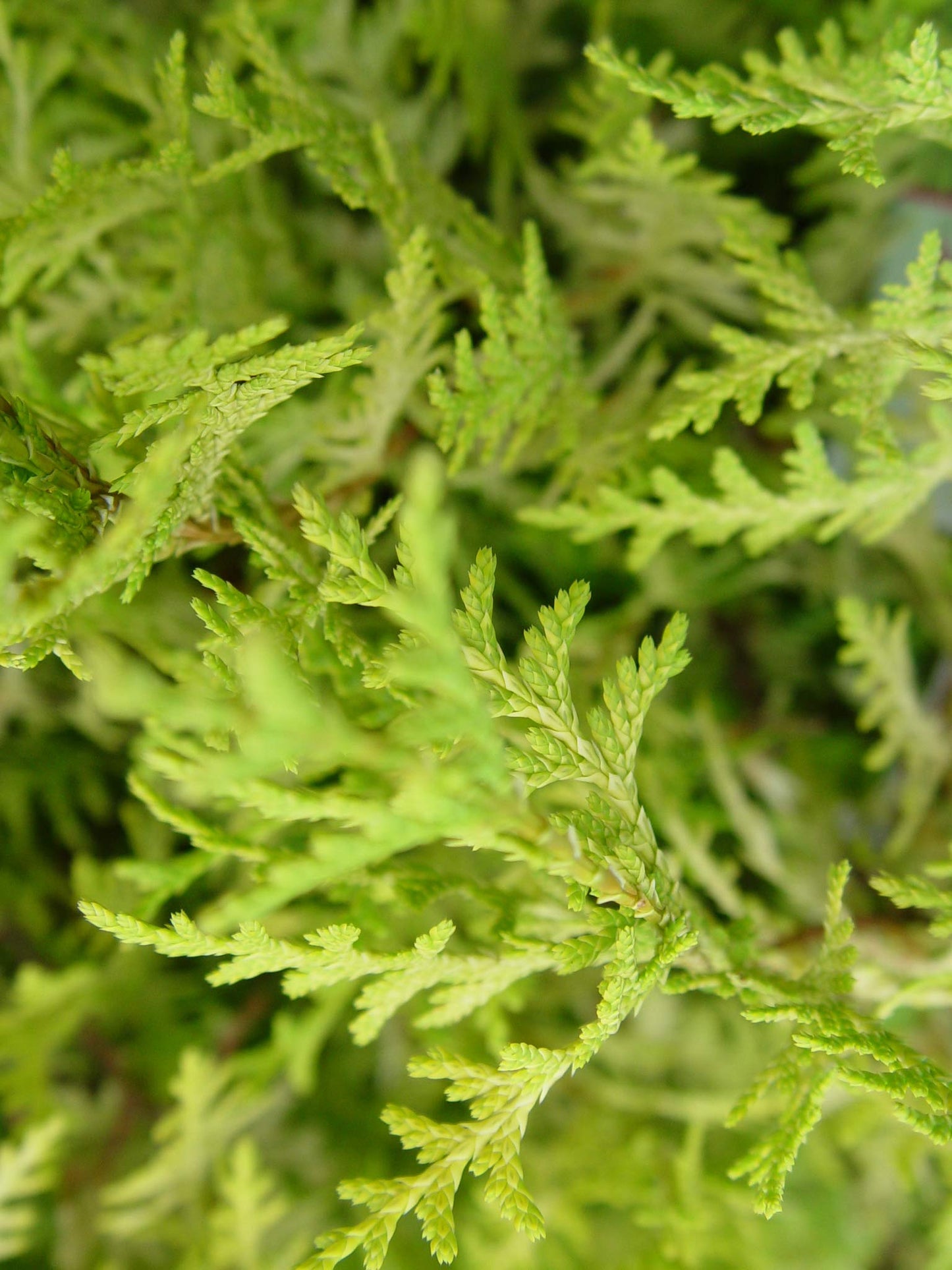 Chamaecyparis p. 'Vintage Gold' (Cypress) Evergreen, gold foliage, #2 - Size Container