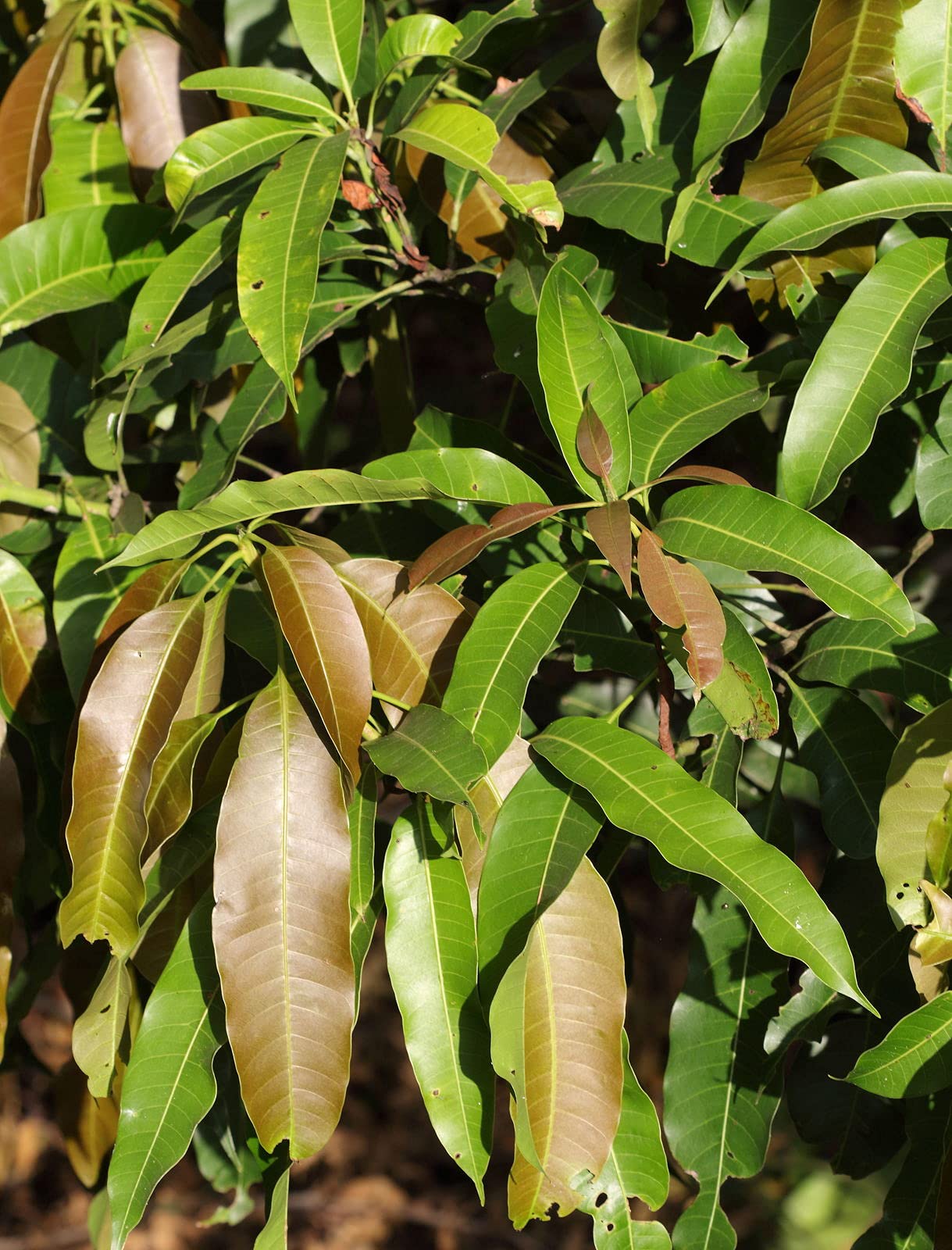 Mango Tree - Live Fruit Tree in a 3 Gallon Pot - Mangifera Indica 'Jahangar' - Tropical Edible Fruit Bearing Tree