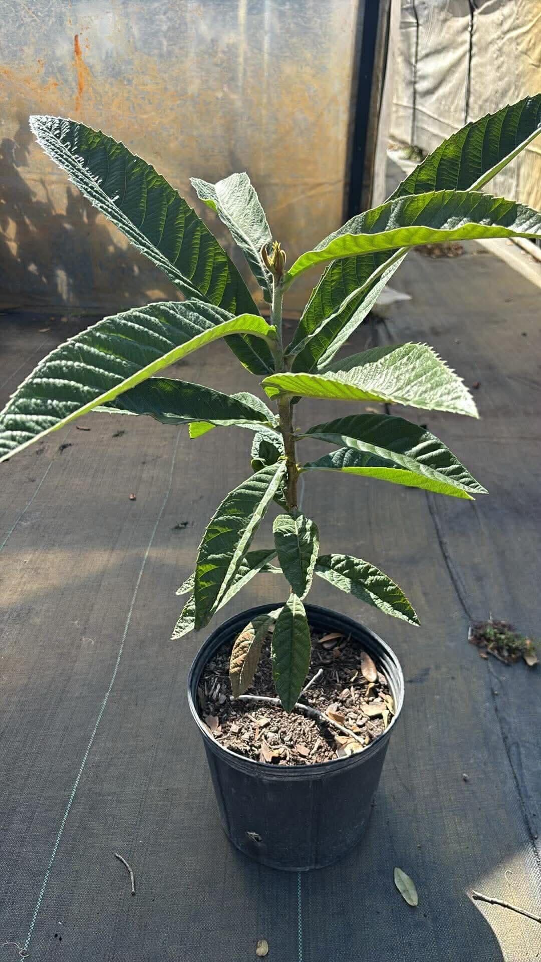 Live Yellow Loquat Tree - Golden Plums Trees – 2-3 Ft Plant in 3 Gallon Pot – Tropical Loquat Plants Ready to Plant -No Ship CA