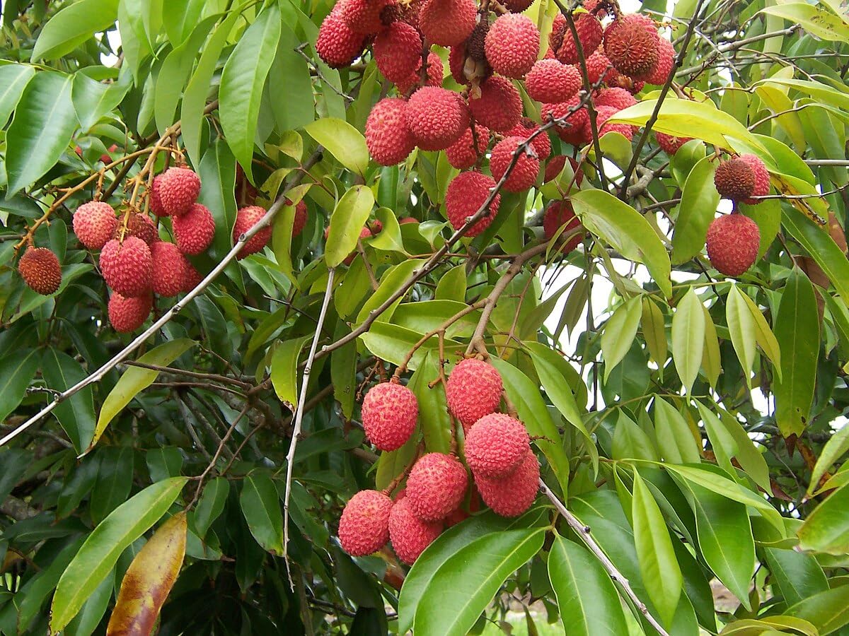 Live Sweetheart Lychee Tree Grafted – Early Flowering Variety, 3–4 Ft Tall, 3 Gallon Pot. No Shipping to CA or HI.