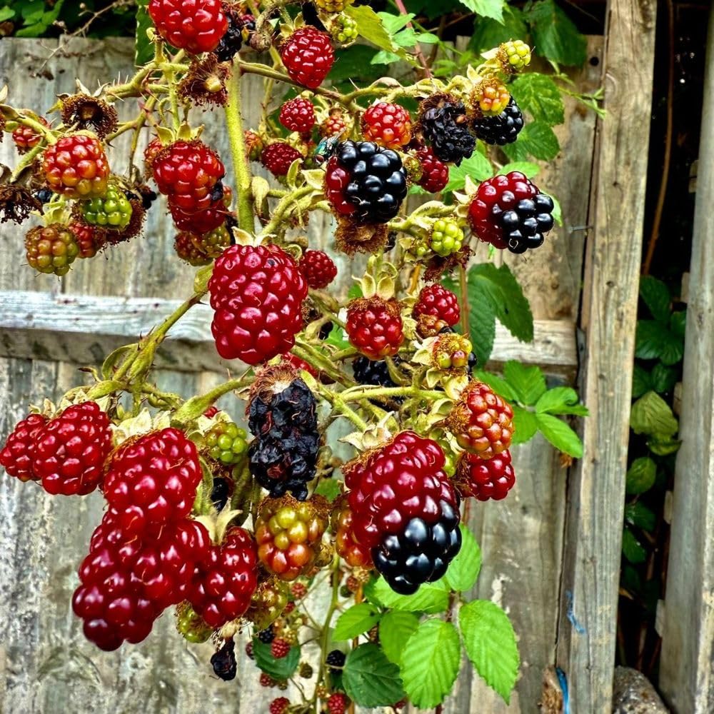 Set 2 Boysenberry Live Plant, 4-7 Inches Tall, Hardy Berry Bush, Berry Fruit Plants Live for Planting in Garden