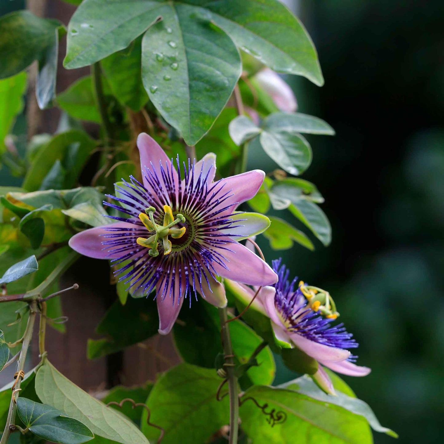 Eden Brothers Passiflora Seeds - Purple Passion Flower