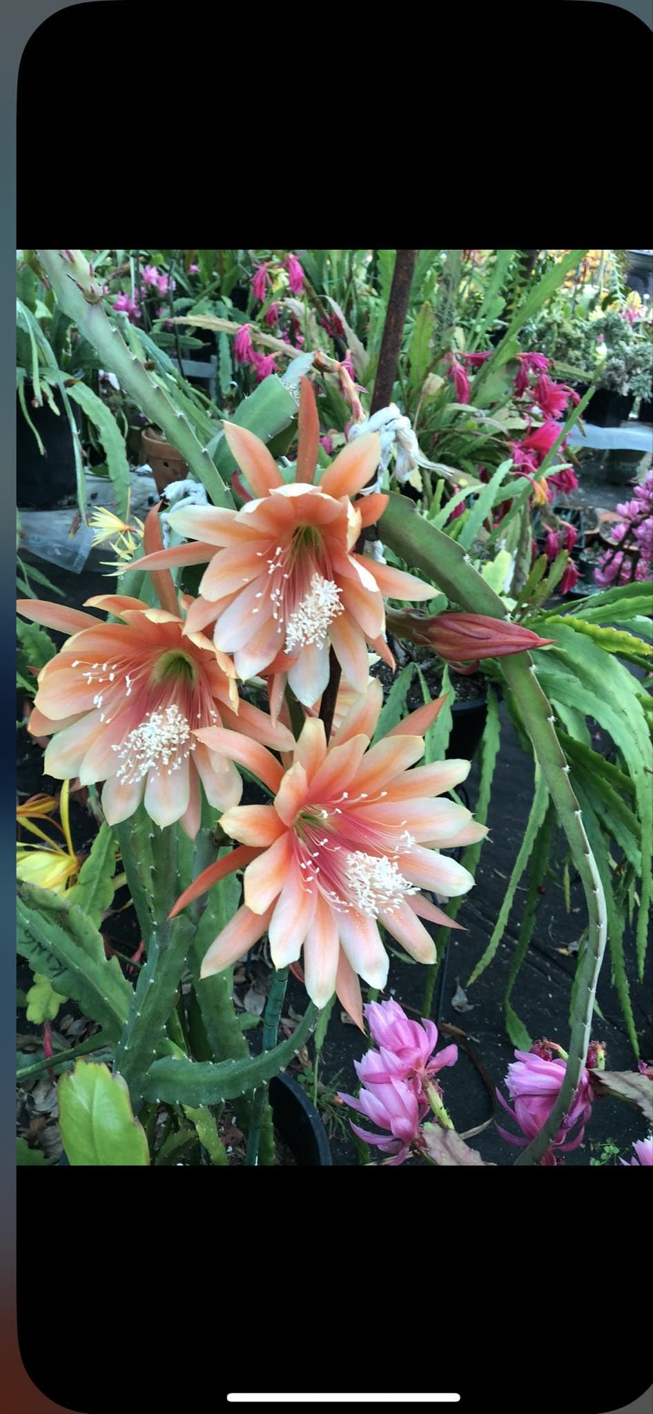 Organically Grown Fresh Stem Cuttings of Epiphyllum Orchid Cactus King Midas - Salmon Colors - Cutting About 8" ~ 10" Long with Printed Instructions