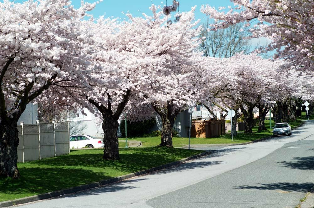 Live Plant - 2 Akebono Flowering Cherry Trees - Live Potted Plants - 6-12" Tall - 2.5" Pots