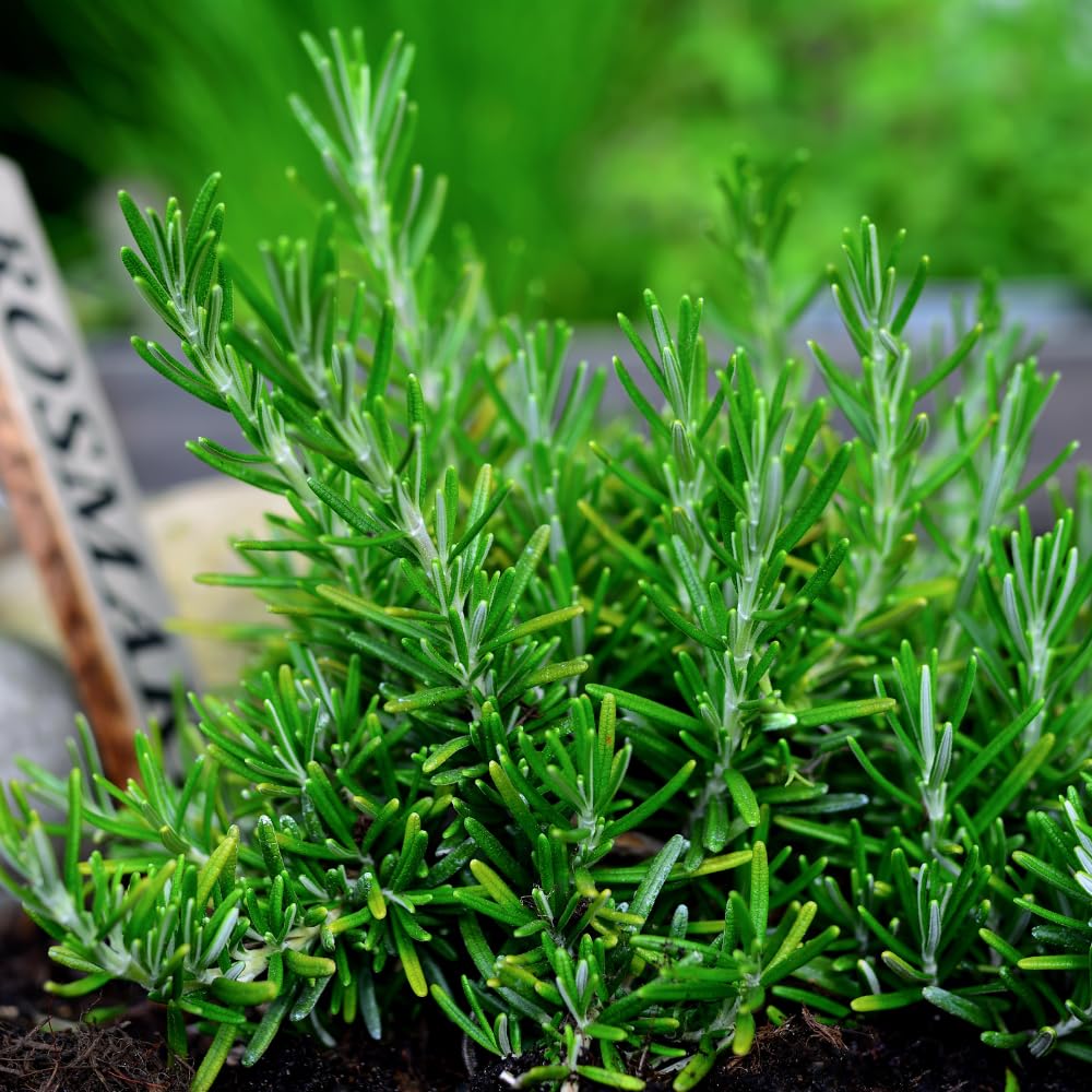 02 Rosemary Plants Live, 4 to 7 Inc Tall, Live Rosemary Plants Indoor Gardening Outdoor, Rosemary Live Plant