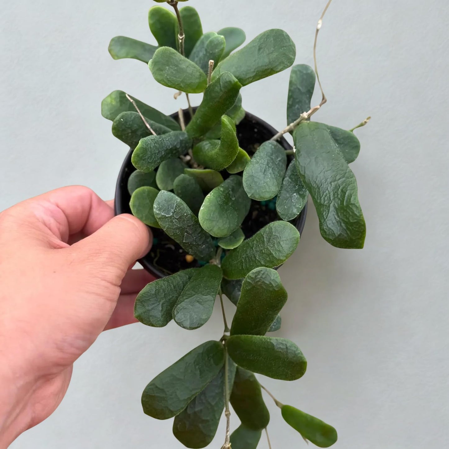 Hoya Rotundiflora Live Plant – Fuzzy Hoya Starter Plants – Rare Fully Rooted Tropical Vines – Easy Care Indoor HousePlant for Beginners – Unique Hoya Cuttings Gift for Collectors (Heat Pack Included)