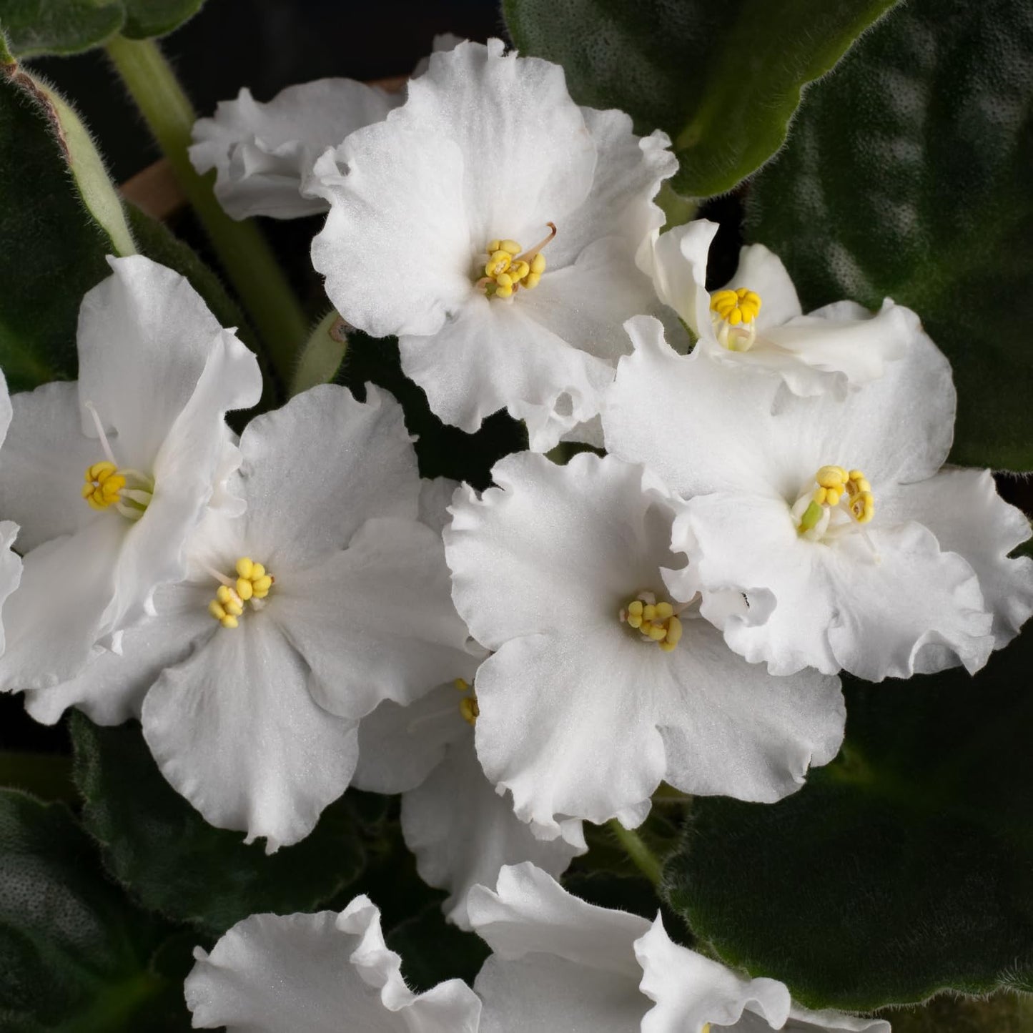 White African Violets Live Plants, 4 Inch Pot African Violet Plant, Vibrant Flowers, Perennial Flowering Houseplant