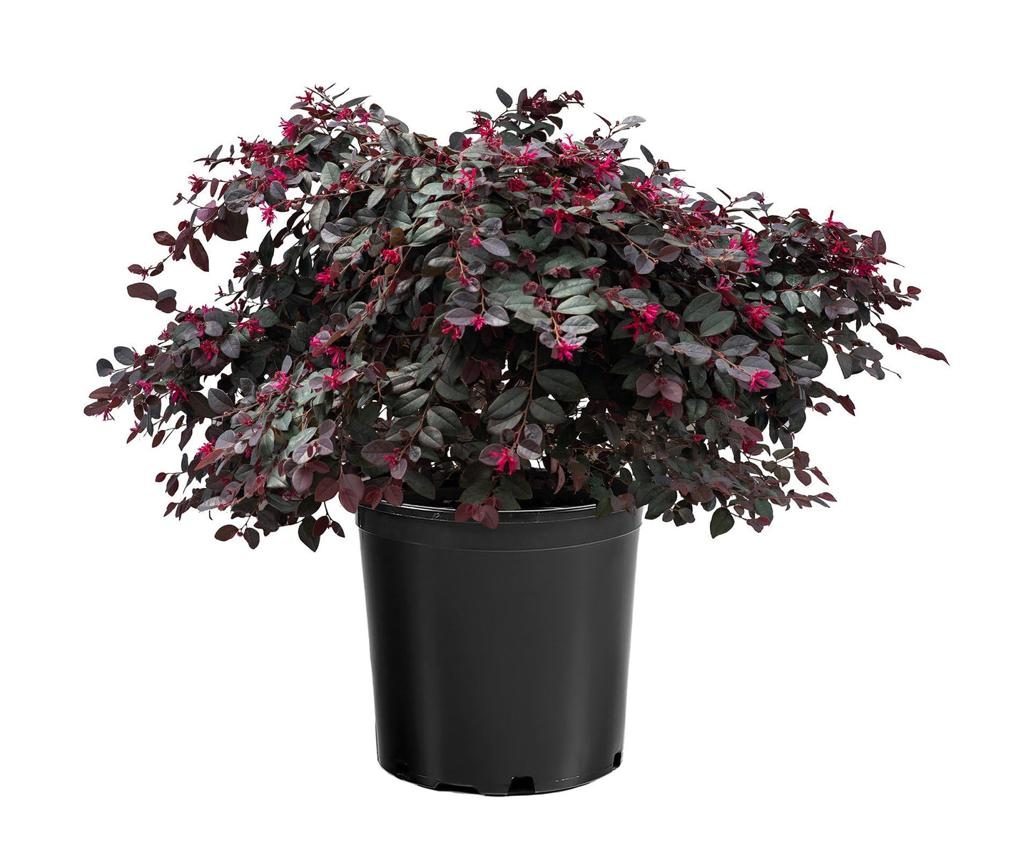 Cerise Charm Loropetalum, Dark Plum Foliage Shrub with Red Spring Flowers, 1 Trade Gallon/3 Quart