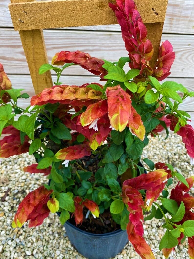 Live Plant - Red & Yellow Shrimp Starter Plant Beloperone Gutatta Beautiful Unique Blooms