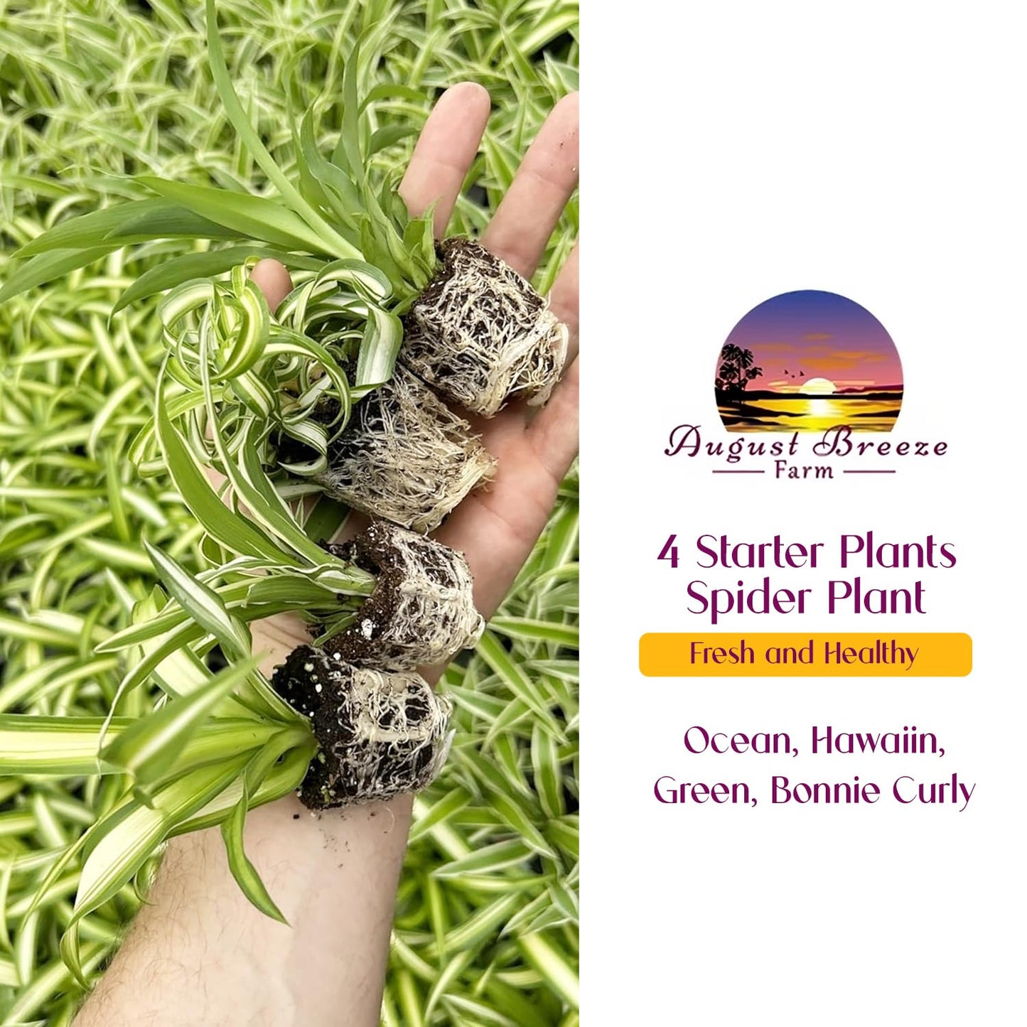 Spider Plant Variety Pack - 4 Spider Plants Live House Plants - Ocean, Hawaiian, Green, Bonnie Curly - Perfect for Home Garden & Office Decor - Ideal for Indoor Air Quality & Easy to Care