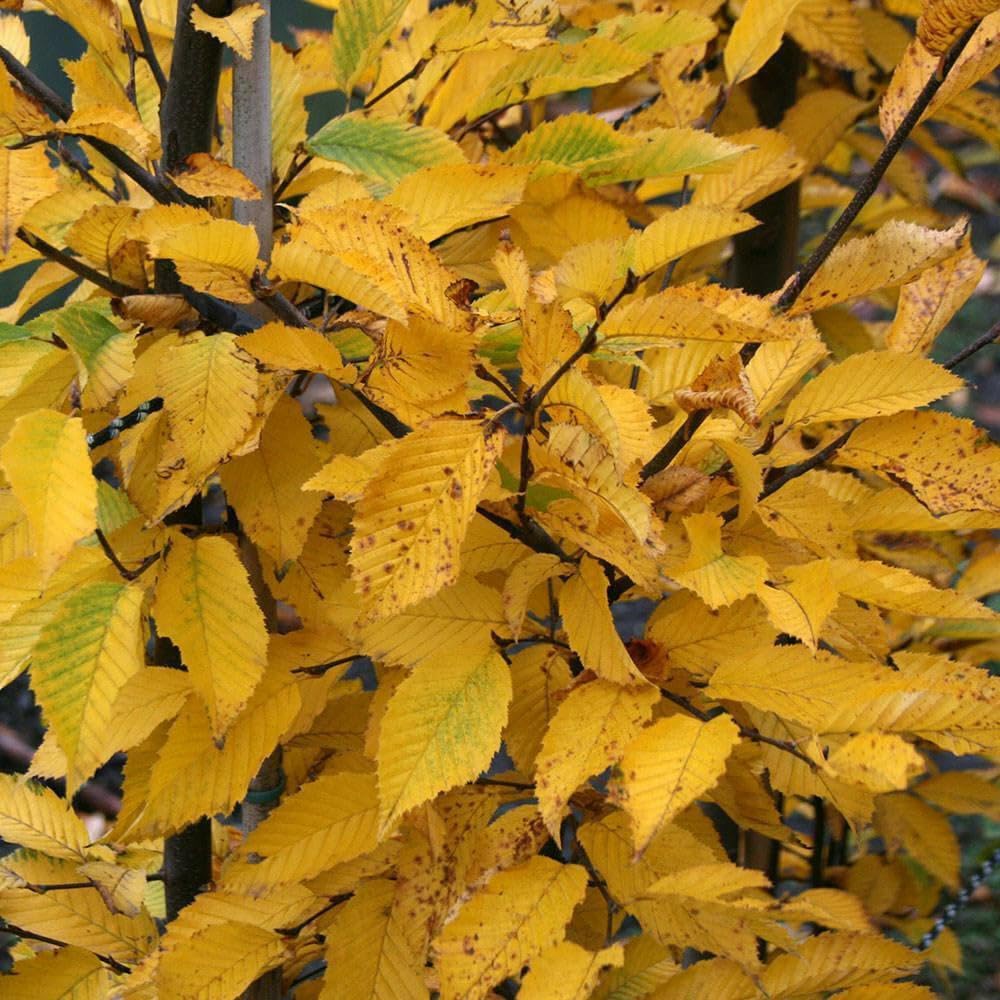 Live Plant - American Hornbeam Tree - 6-18" Tall Live Plant, Quart Pot - Carpinus caroliniana