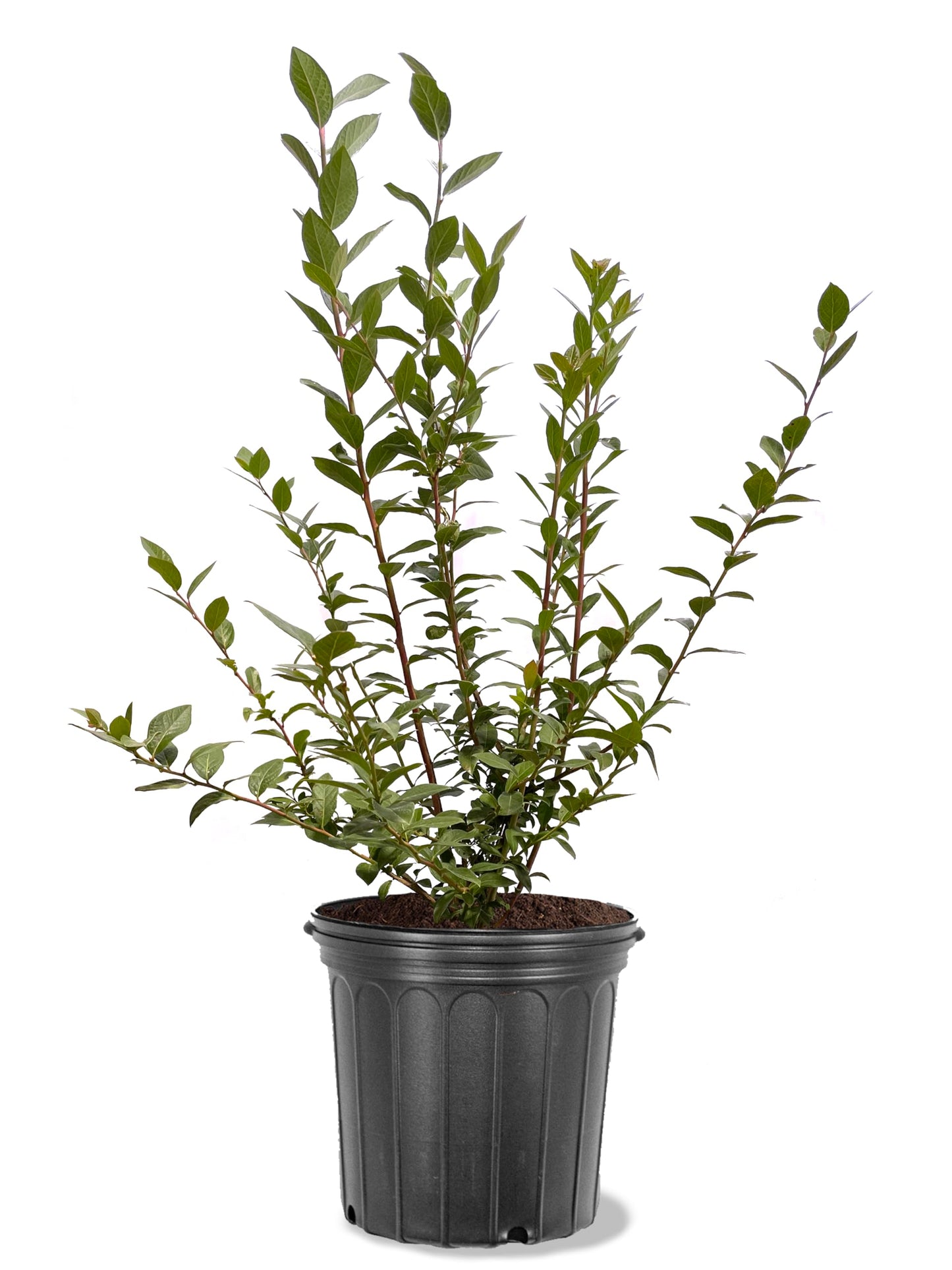 American Plant Exchange Blueberry Bush, Climax Rabbit Eye, 5 Gallon Pot, 1-2ft Tall, Large Outdoor Landscape Garden Shrub, Live Fruiting Plant, Fast Growing