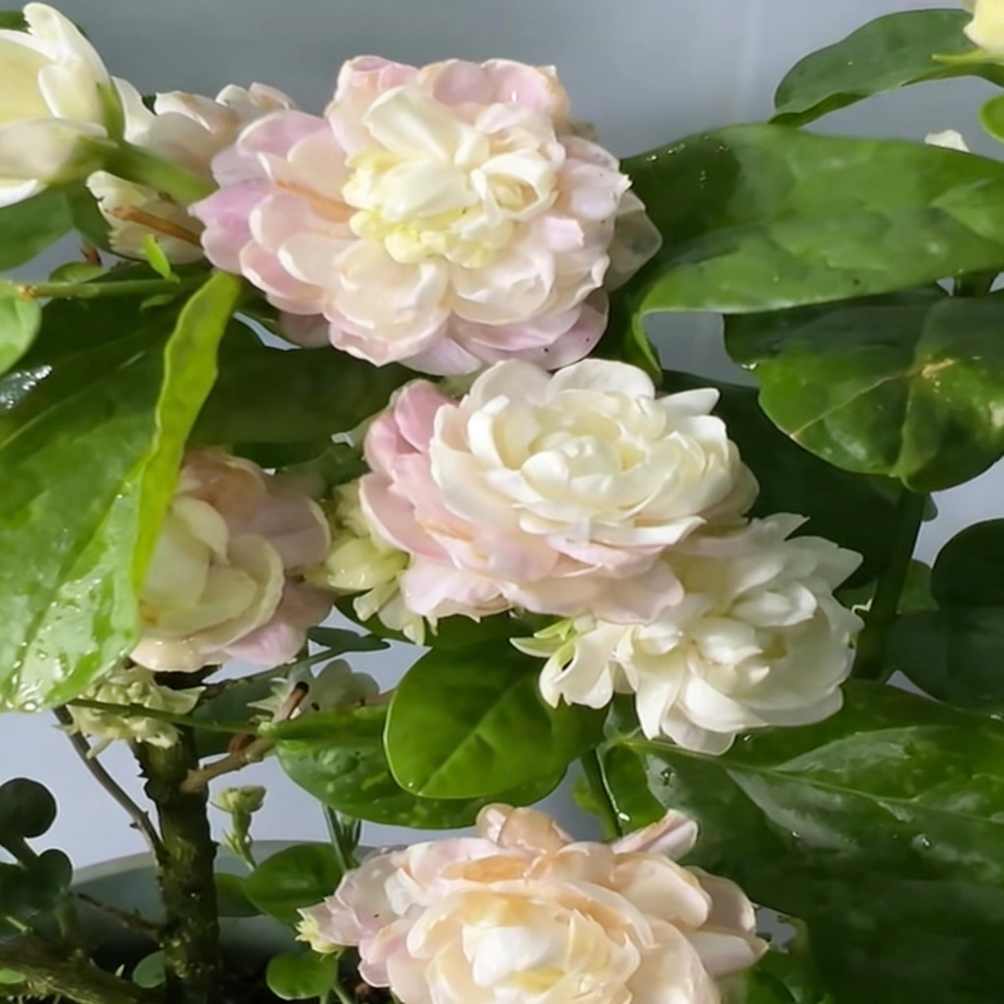 Jasmine Flower Seeds for Planting, 300+ Double Jasminum Sambac Seeds, Fragrant Flowers for Home Garden Outdoor, Non-GMO Heirloom