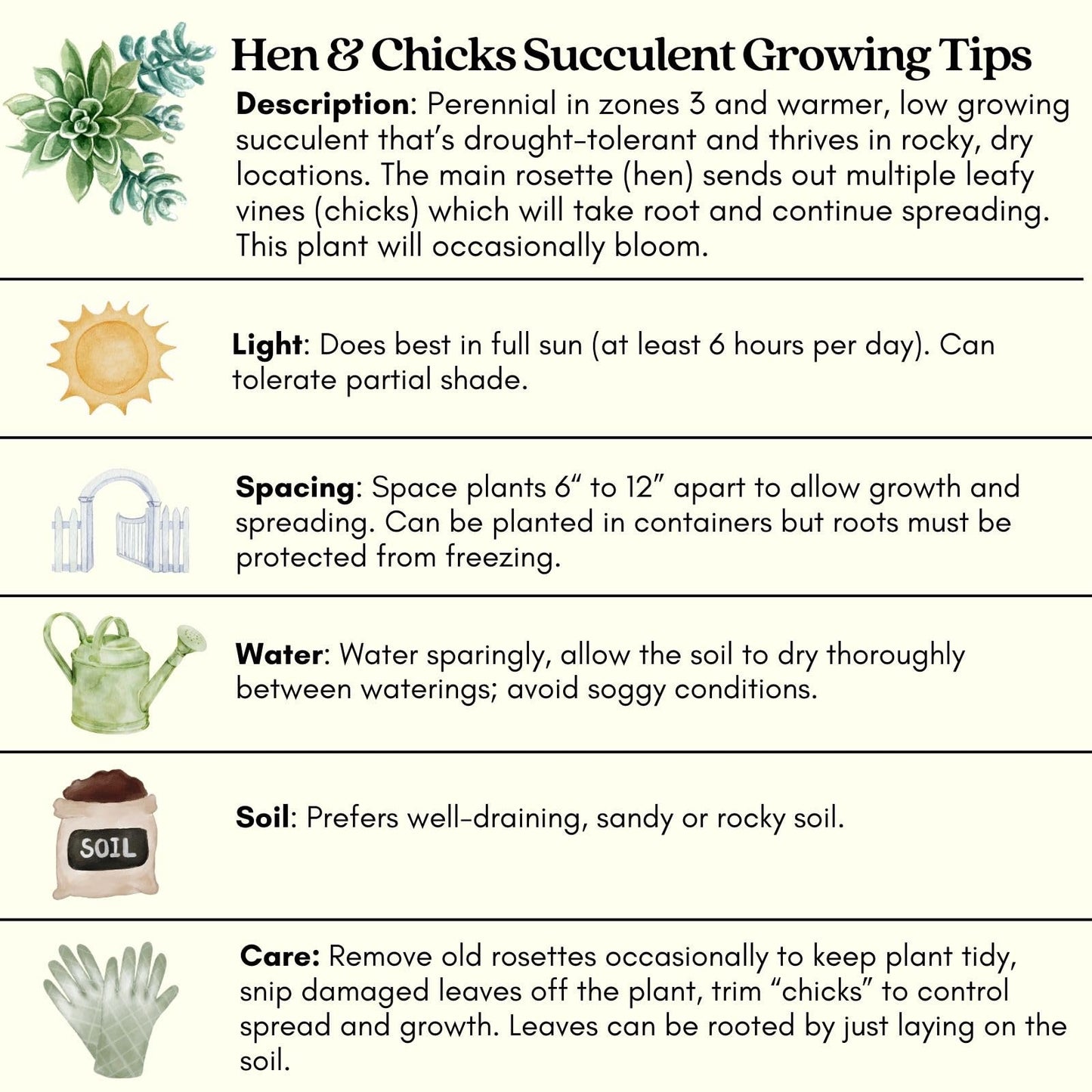 Clovers Garden Hens and Chicks Plants - Two (2) Live Plants – Non-GMO - Not Seeds - Each 4" to 8" Tall – in 4" Inch Pots - Perennial, Kid Friendly Gardening, Heat, Drought Tolerant