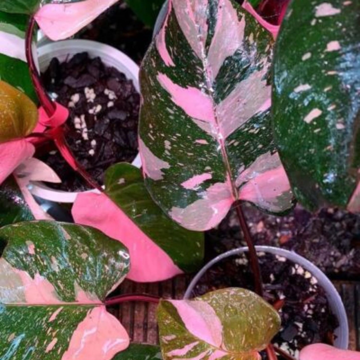 Philodendron Plant Prince of Pink Live Plant - 4-9" Tall Houseplant Ornaments Perennials Garden Growing Planting Can Grow