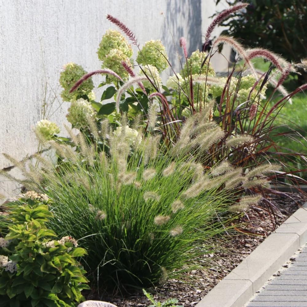 Set 3 Fountain Grass Plants Live Clumps for Planting Your Garden, 4-8 Inch Tall, Ornamental Grasses Live Plants Perennial (Dwarf White Fountain Grass)