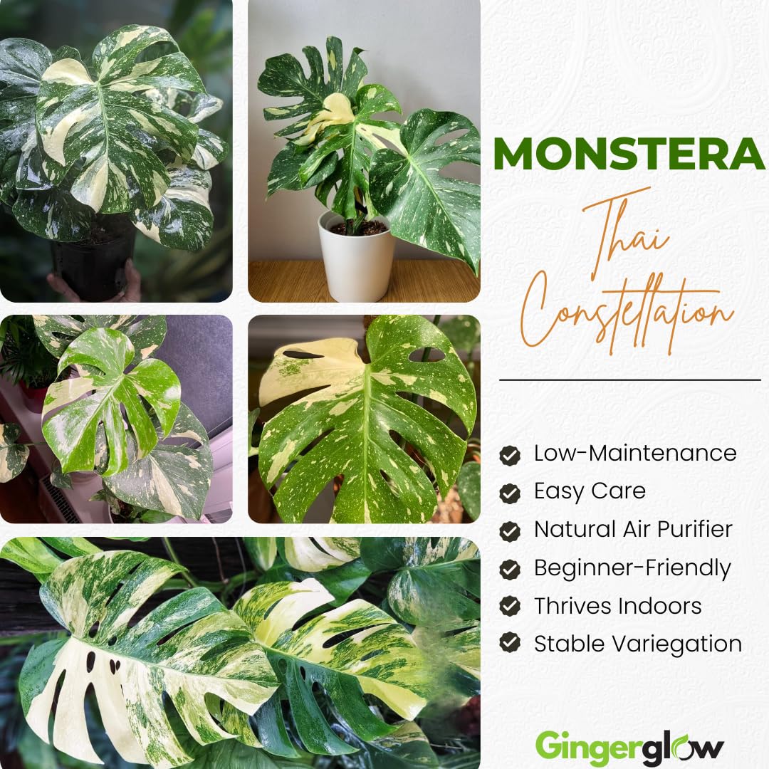 Monstera Thai Constellation Live Plant, 4" Potted Plant, Easy Care Variegated Greenery, Decorative Speckled Foliage for Desks and Bright Spaces