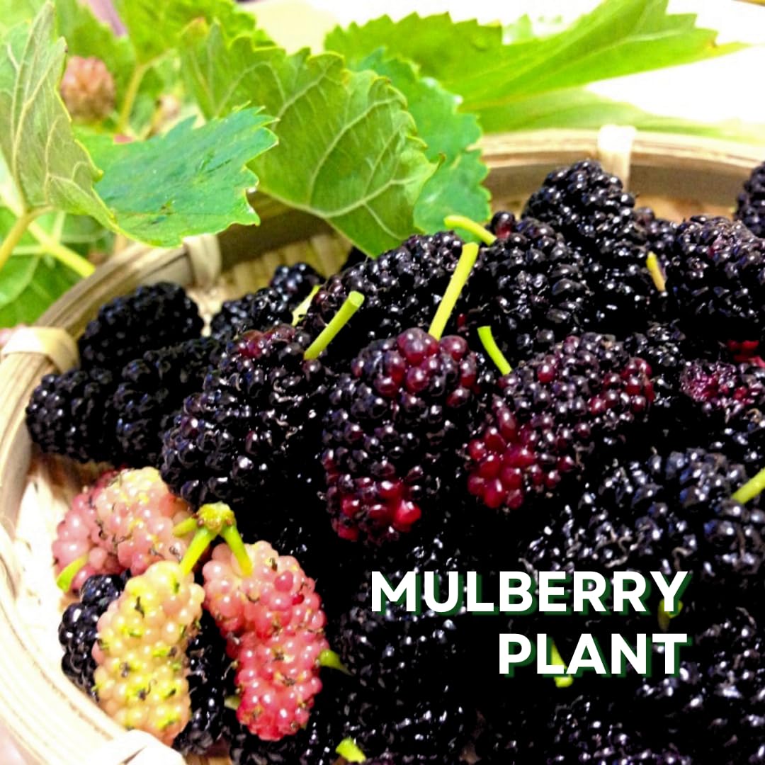 Pack 2 Mulberry Tree Live Plant for Growing 5 to 8 Inch Tall, Everbearing Mulberry Bush Live Plant, Mulberry Plant Live Home Garden (Dwarf Mulberry)