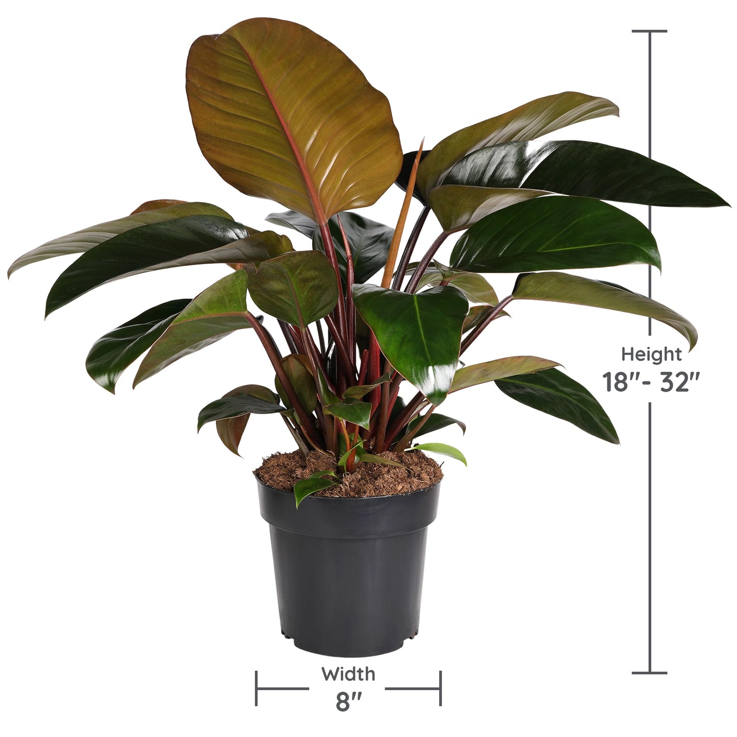 Green Circle Growers 8in Philodendron Imperial Red in Grower Pot