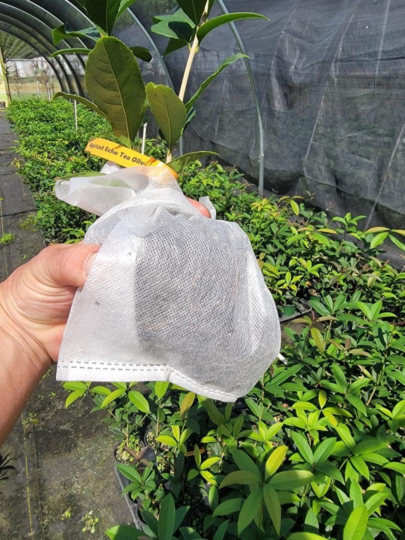 Live Plant - Apricot Echo Orange Tea Olive (Osmanthus) - Live Plant - (1 Qt)