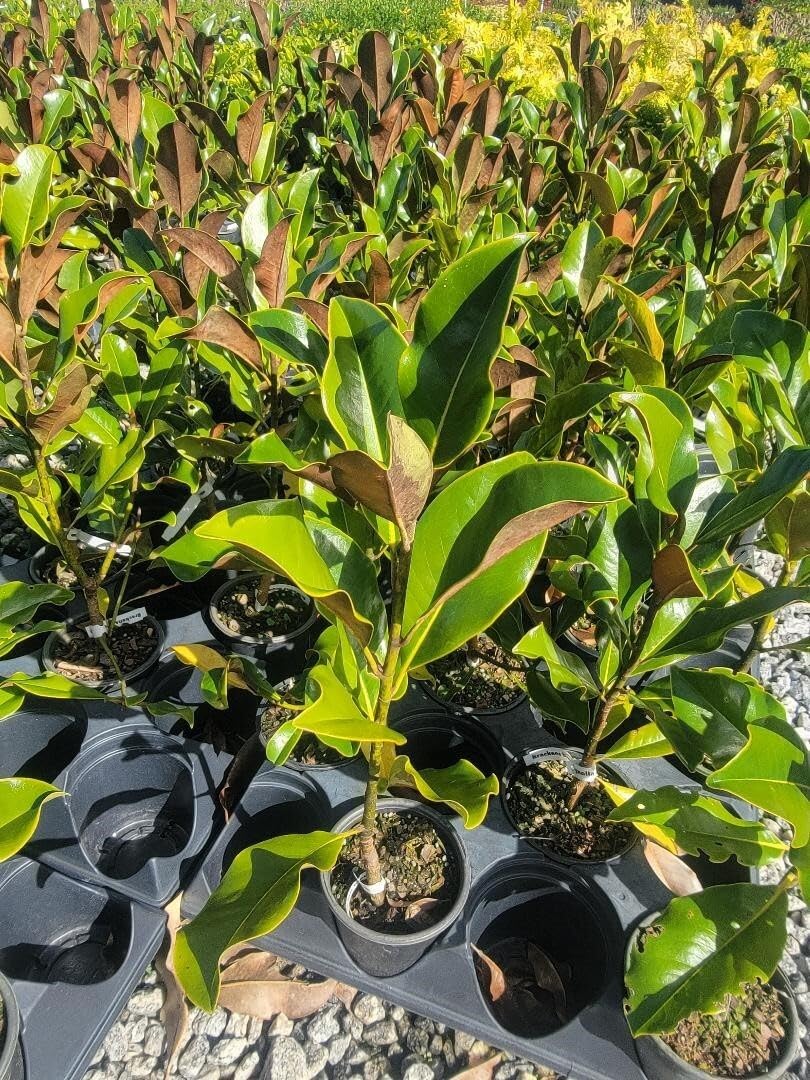 Live Plant - Brackens Brown Beauty Southern Magnolia Tree - Live Plant - (1 Qt)