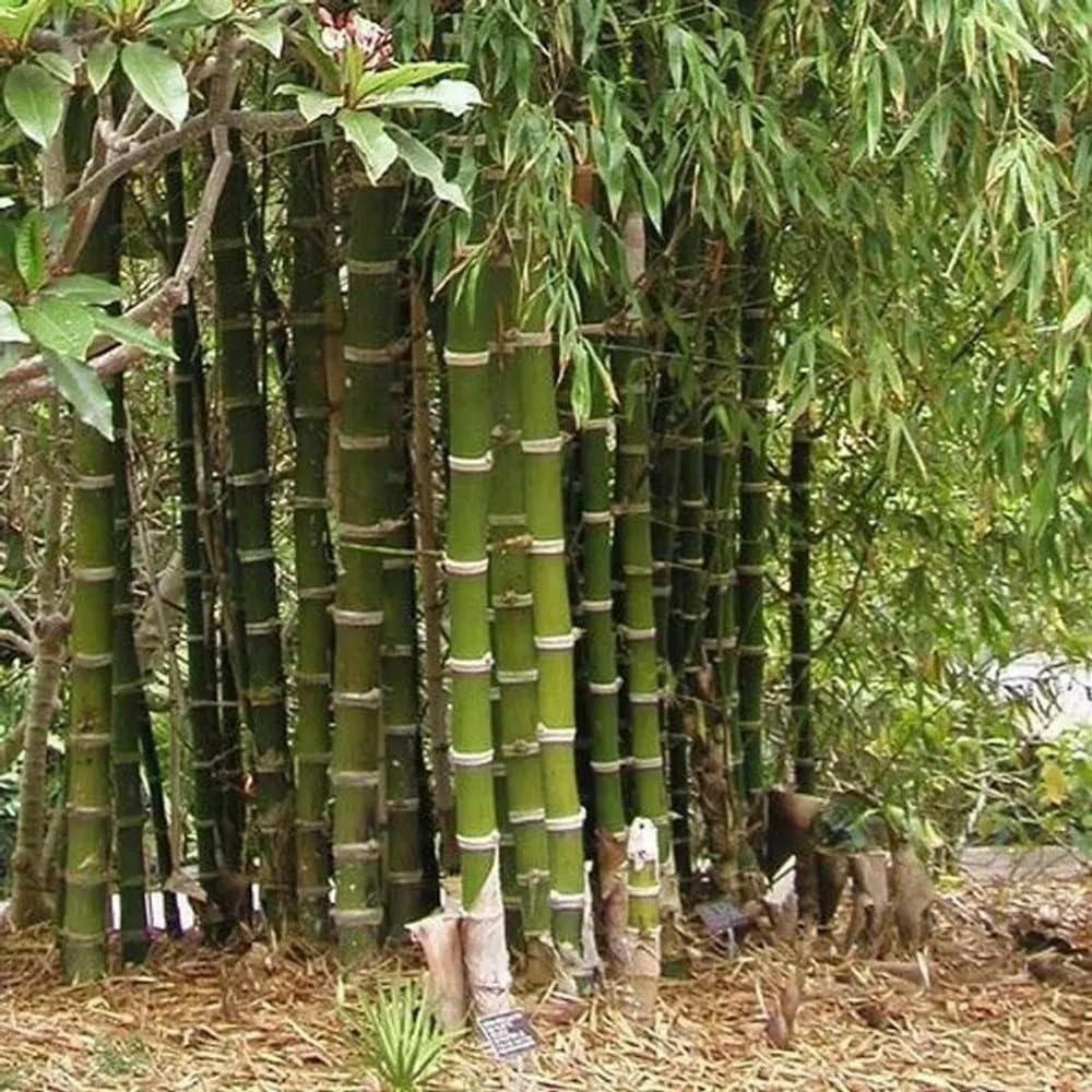 50 Giant Thorny Bamboo Seeds Perennial Ornamental Seed Privacy