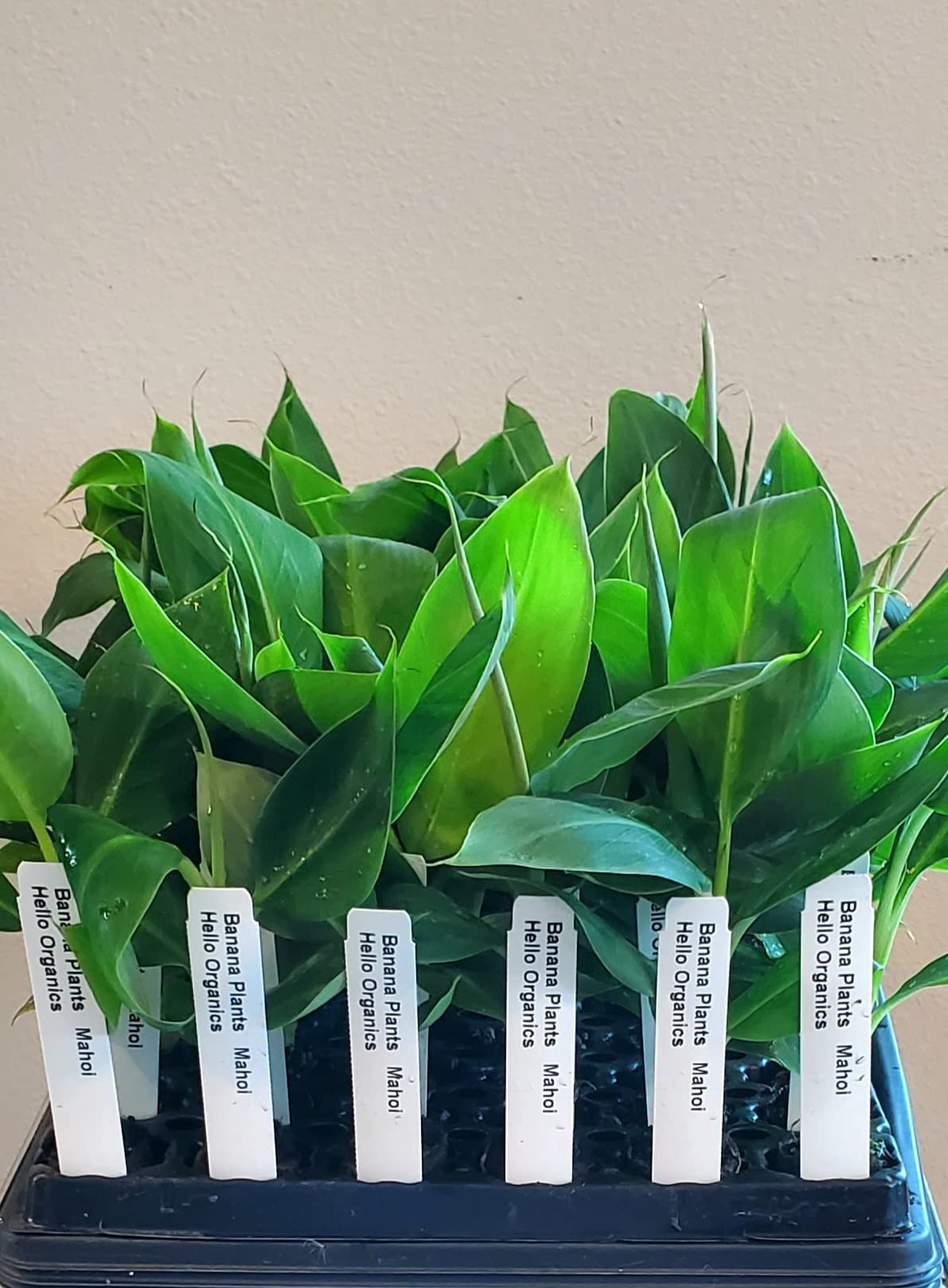 Banana Plants Double (Mahoi) Includes Four (4) Plants