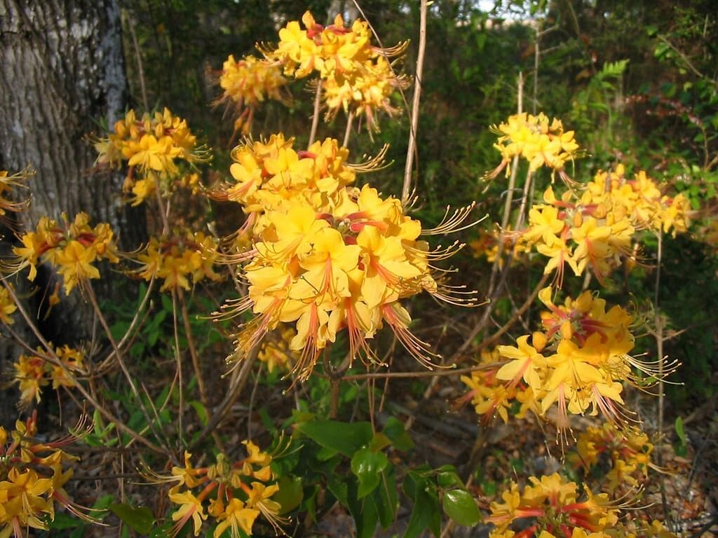 Live Plant - Aromi Azalea Rhododendron Deciduous Starter Plant