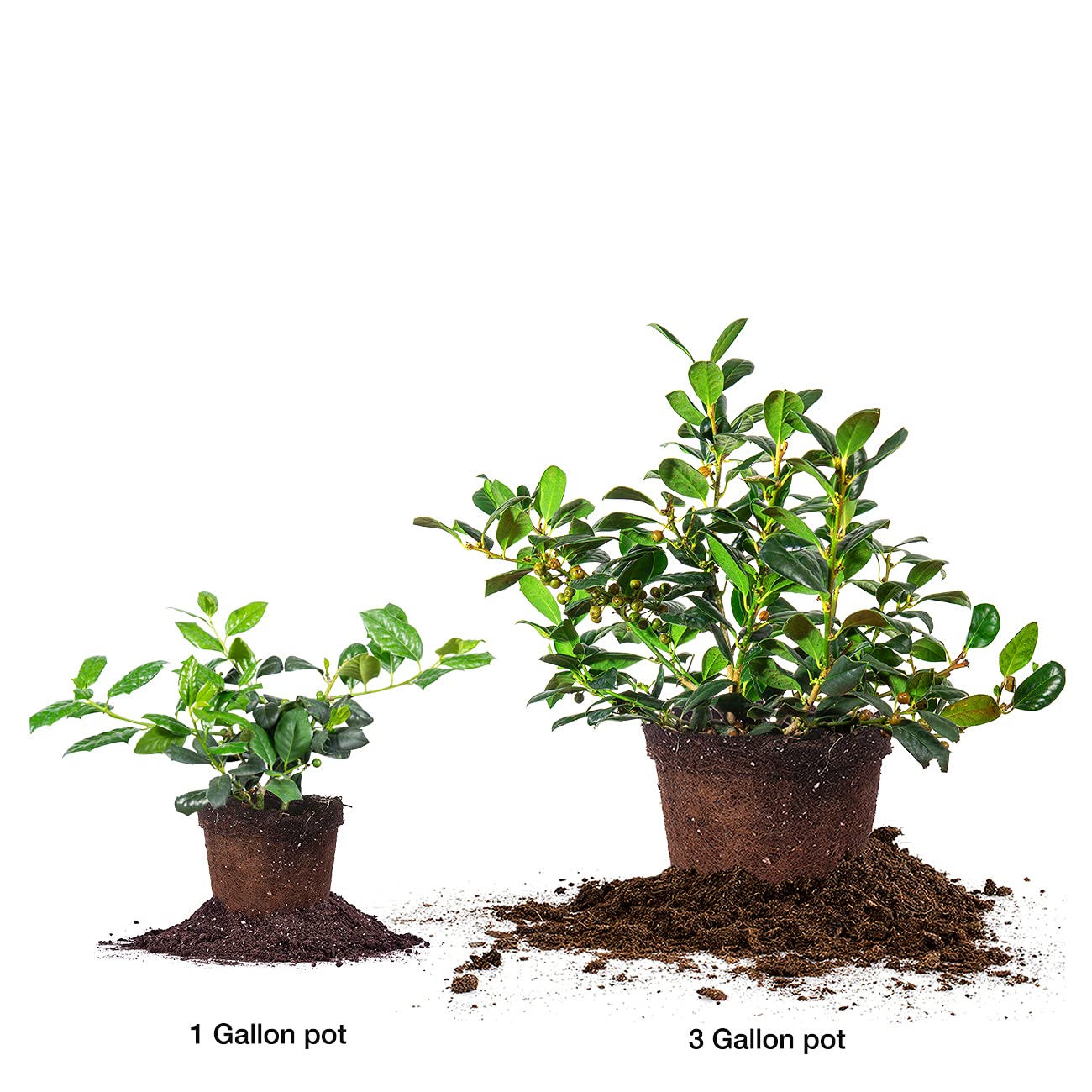 PERFECT PLANTS Nellie Stevens Holly 1 Gal. Pot | Fast Growing Privacy Evergreen| Easy to Maintain, Glossy Green Foliage