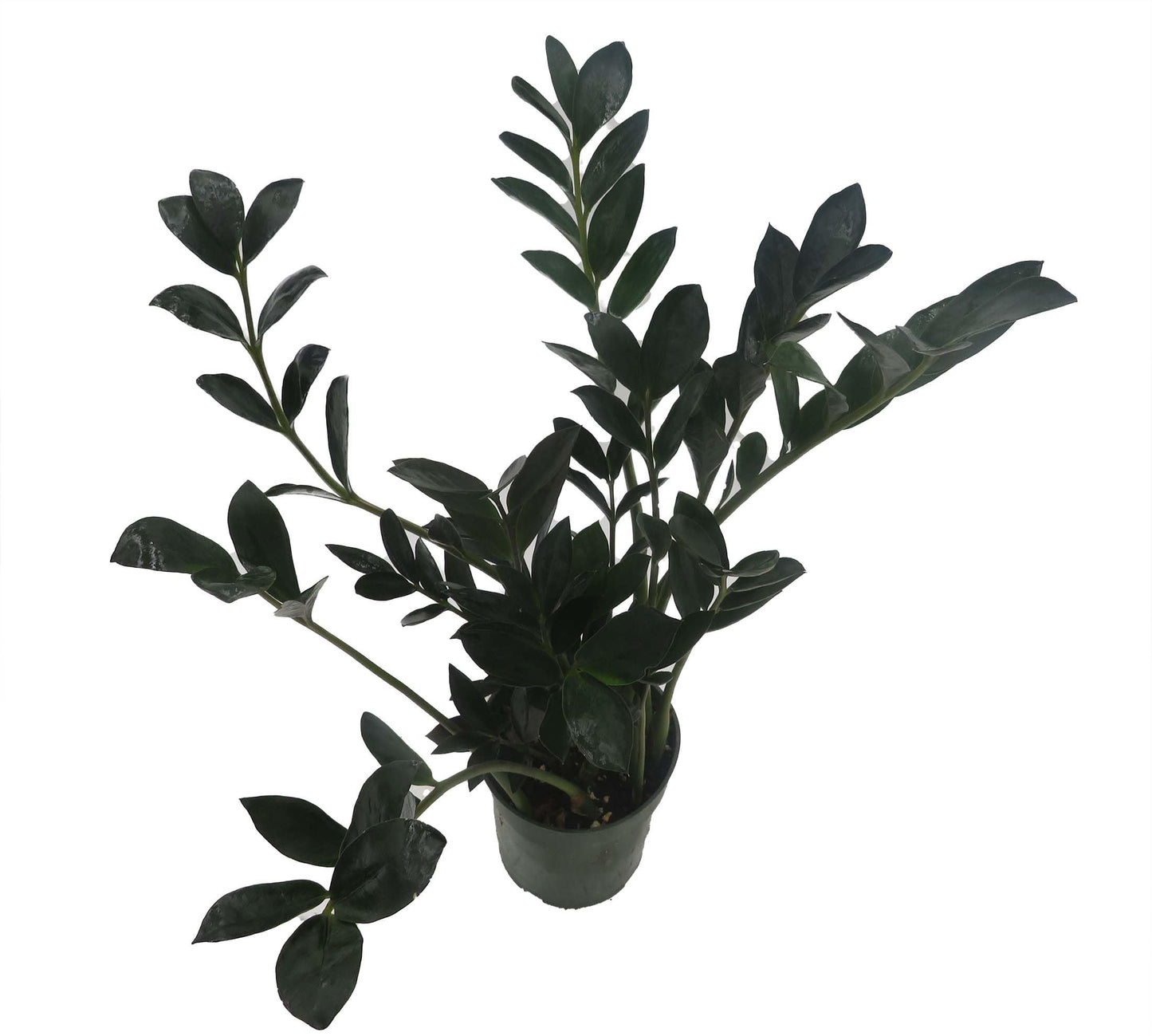 Rare Dwarf Black ZZ Plant - Zamioculcas Zamicro - 4" Pot - Houseplant