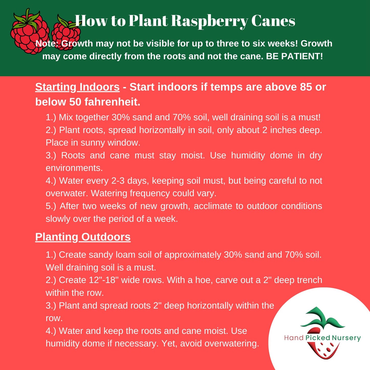 Caroline Raspberry Plants - Everbearing, Very Large Raspberries - Mature Raspberry Canes from Hand Picked Nursery (1)