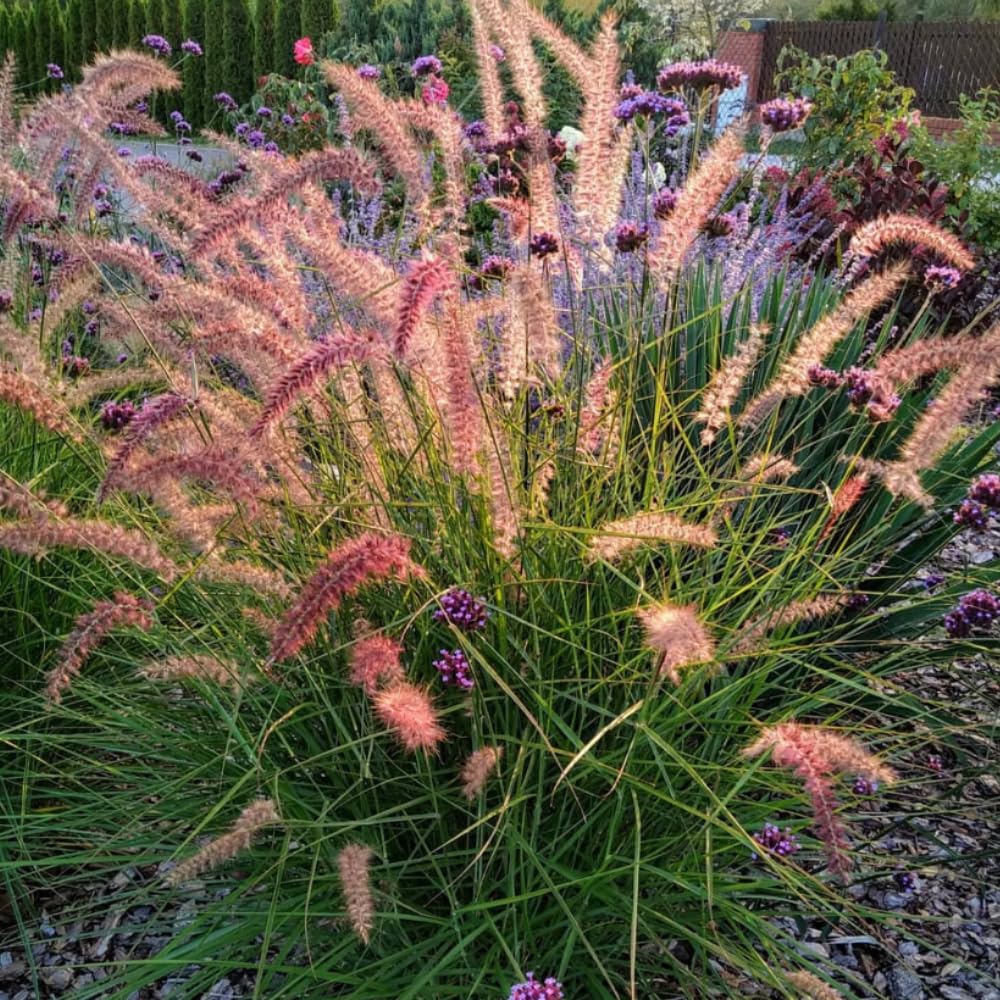Set 3 Fountain Grass Plants Live Clumps for Planting Your Garden, 4-8 Inch Tall, Ornamental Grasses Live Plants Perennial (Mix Fountain Grass)